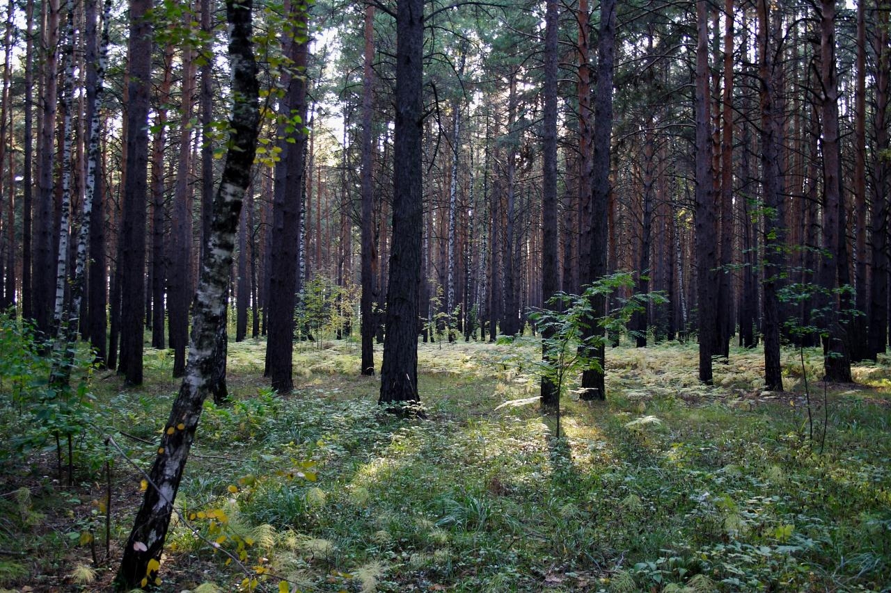 гагаринский парк в тюмени