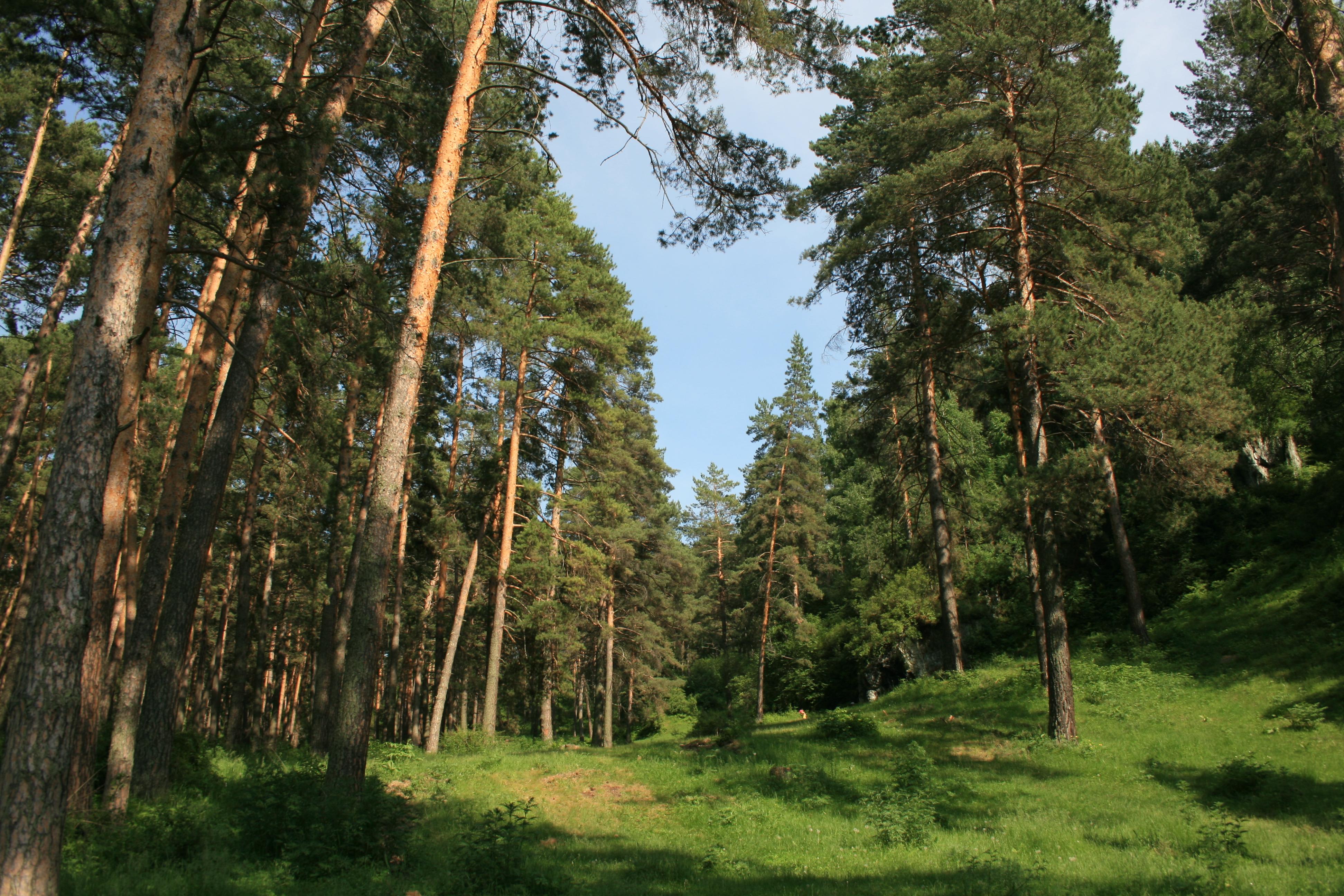 Языковский лес Татарстан