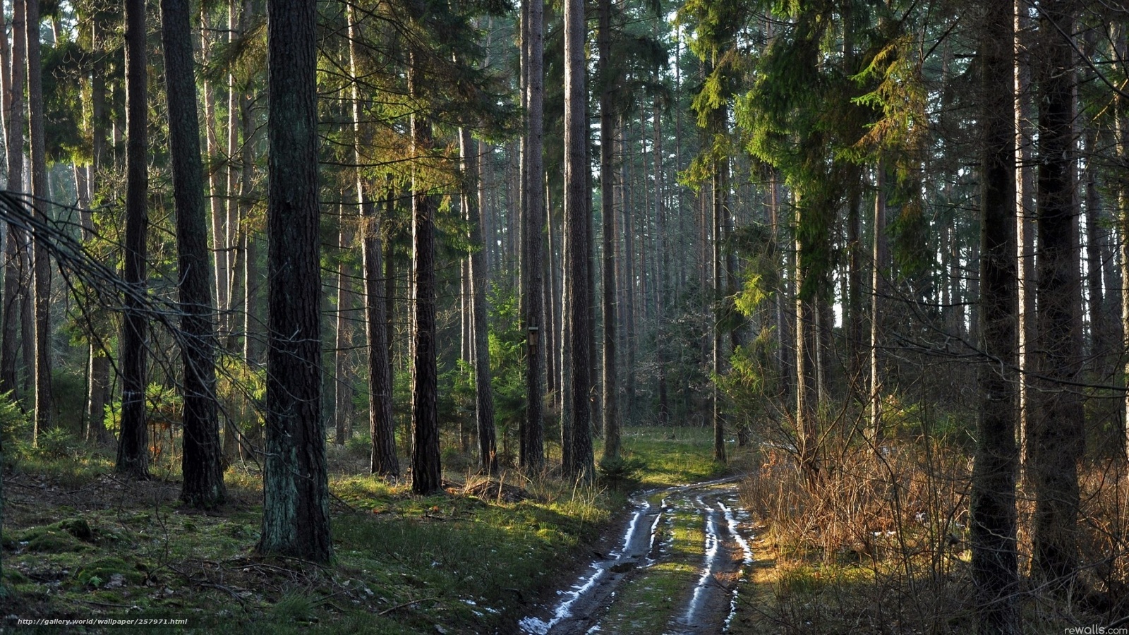 Дорога по сосновому лесу