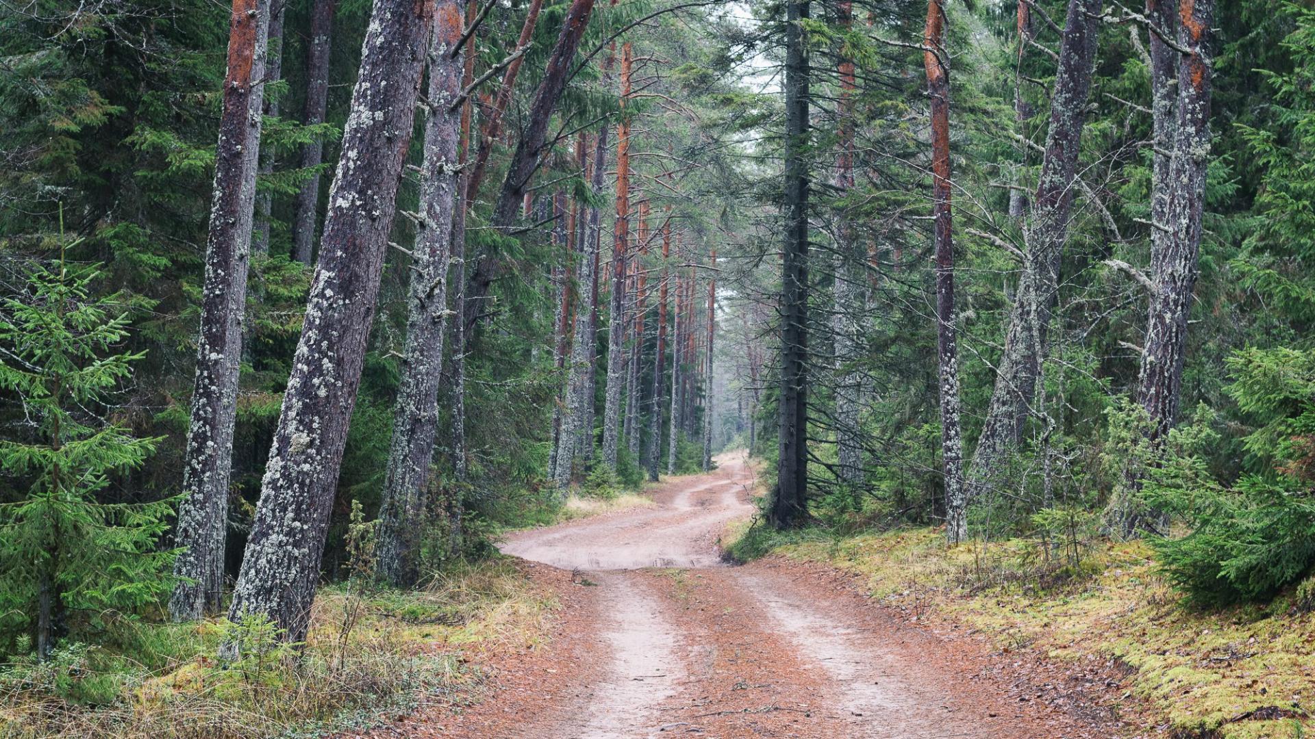 Сосновый лес Карелия
