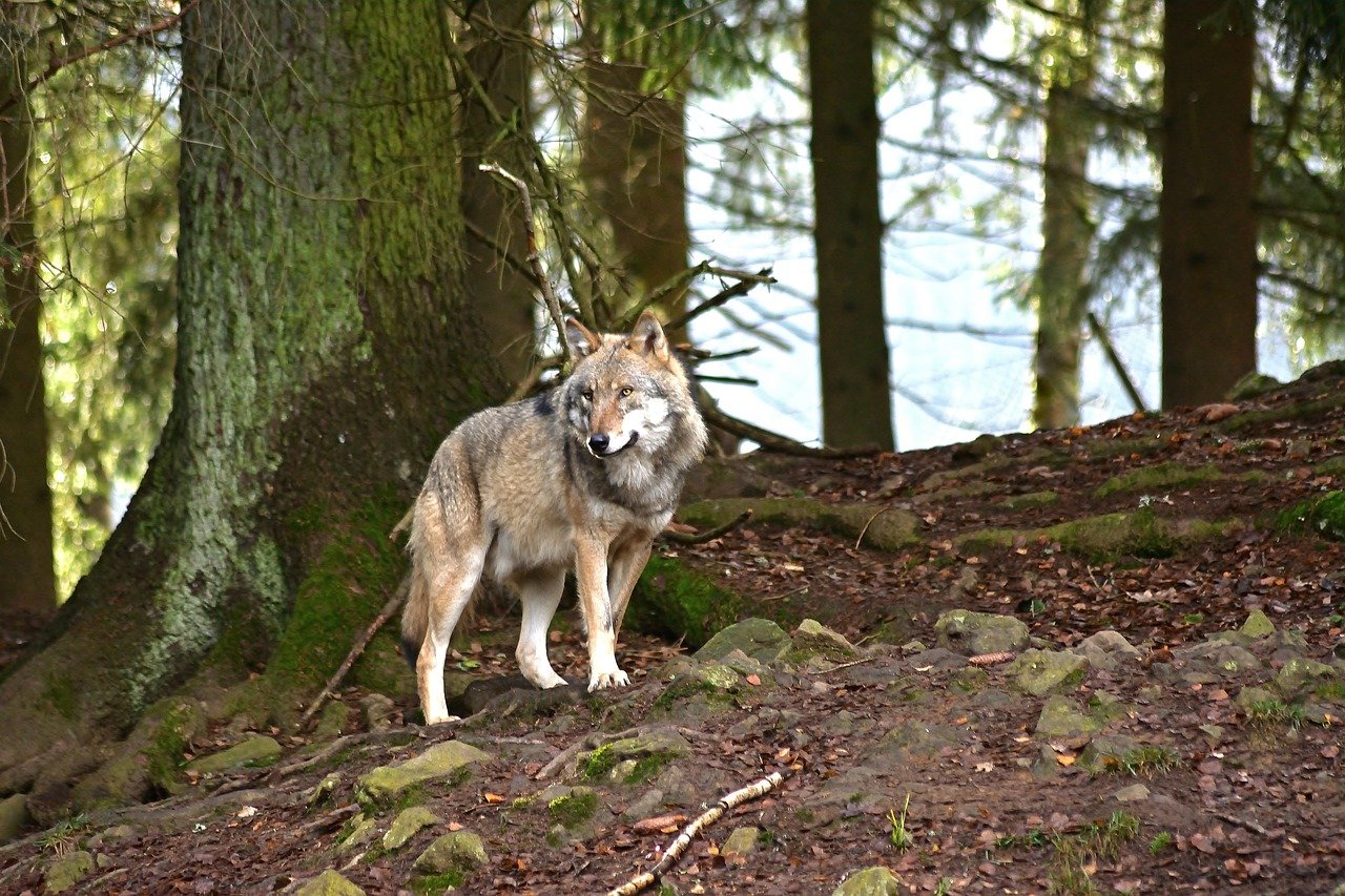 Волк широколиственных лесов