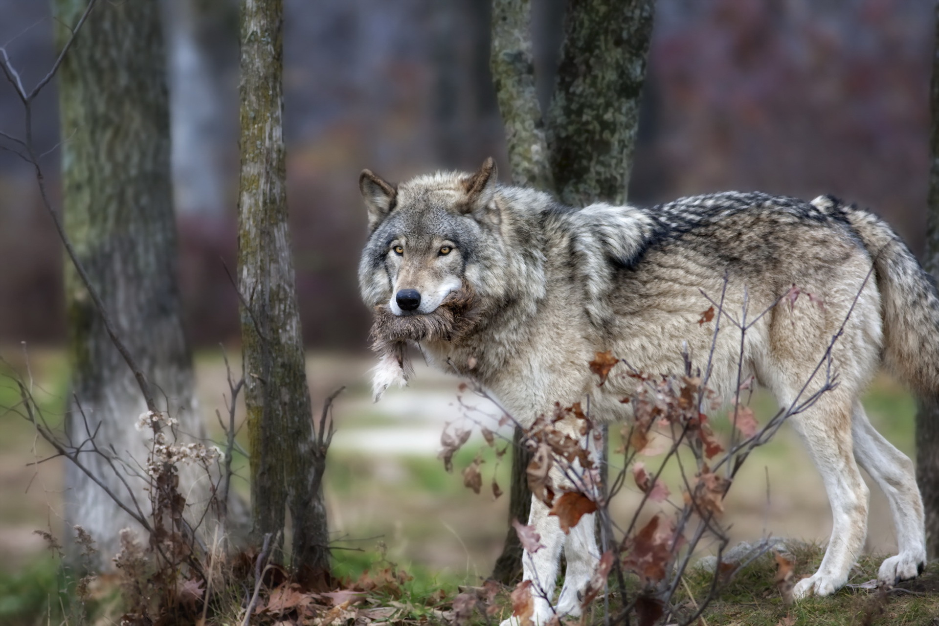 Волк санитар леса