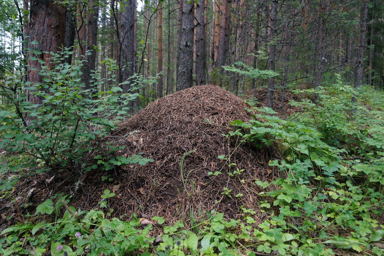 Березово-муравьиная роща