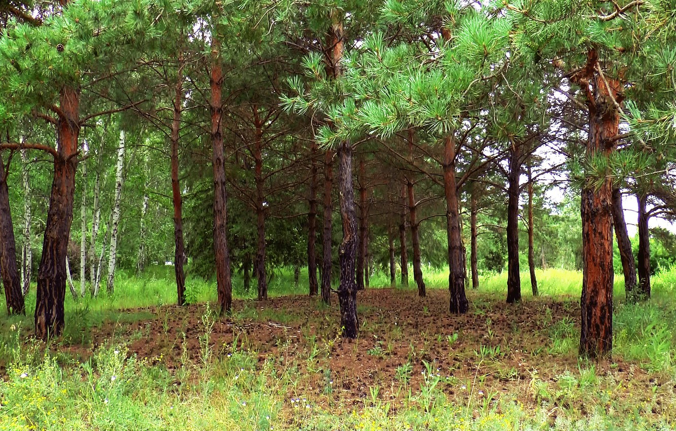 Елово Сосновый лес