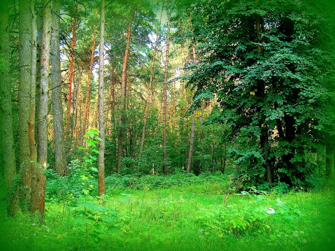 Красивый Сосновый лес