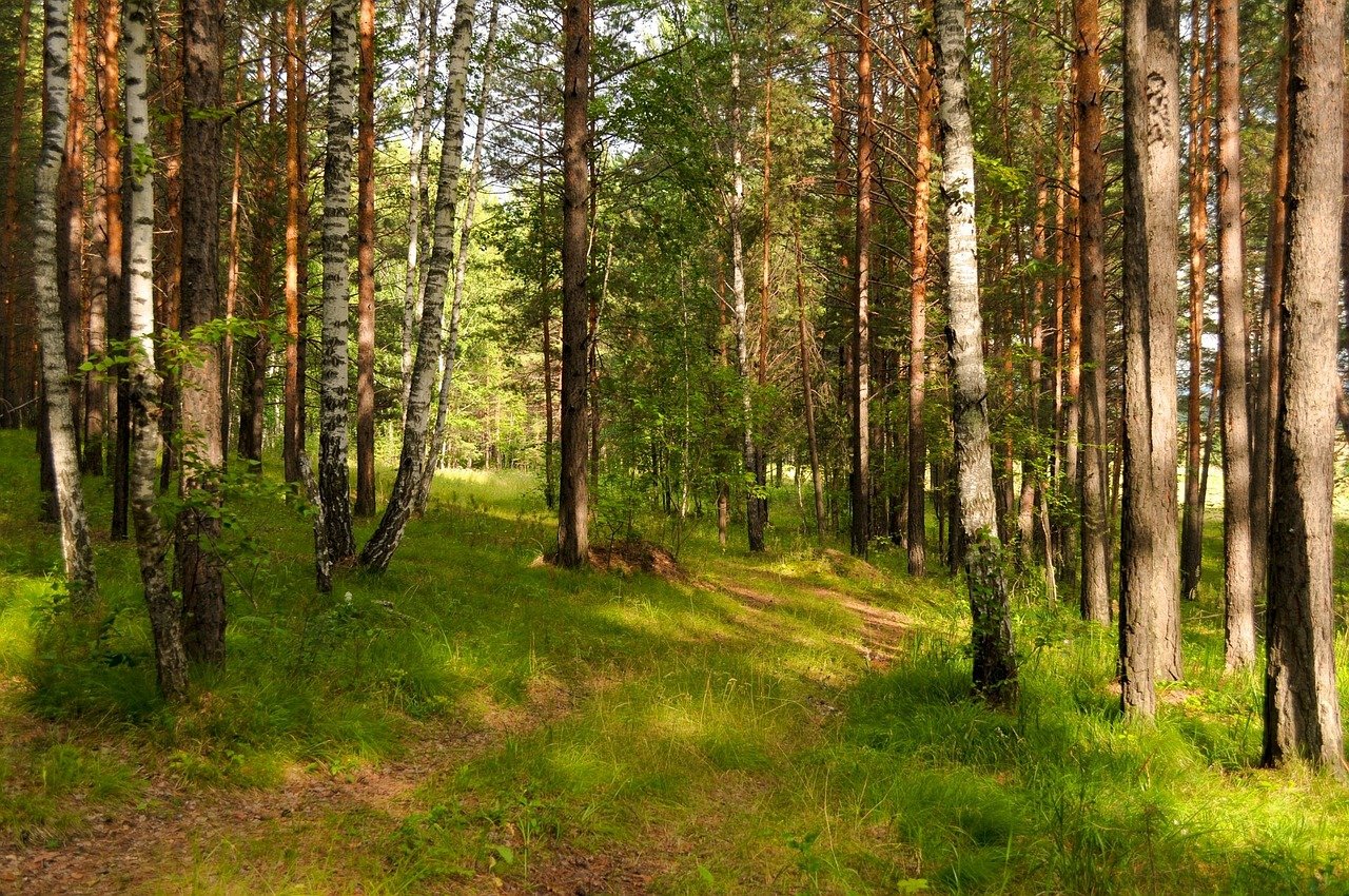 Сулюковский лес