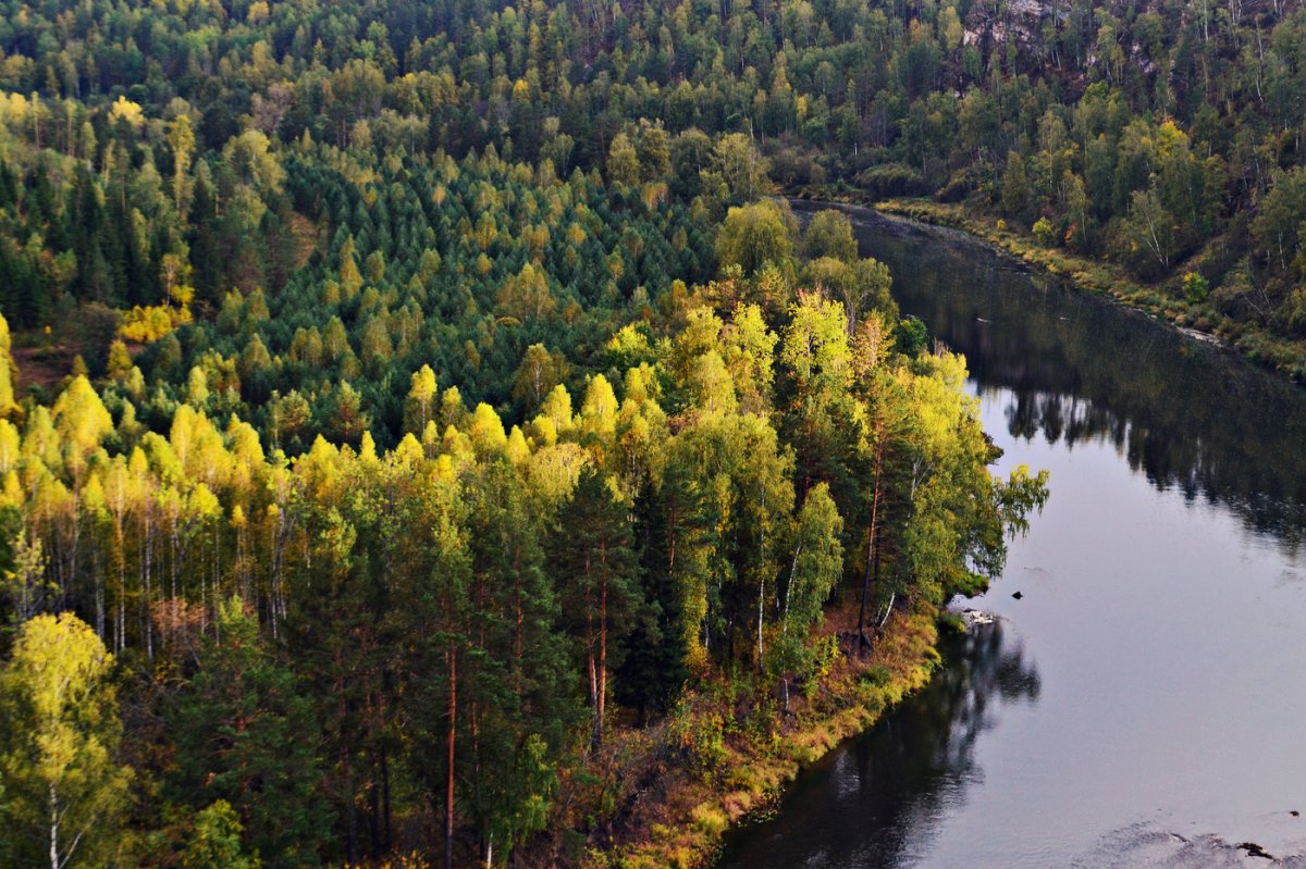 Леса Южного Урала