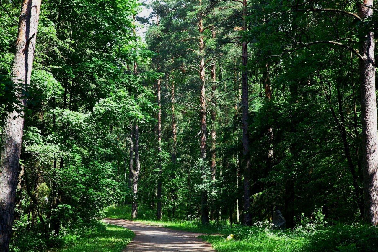 Хвойный лес в Ростовской области