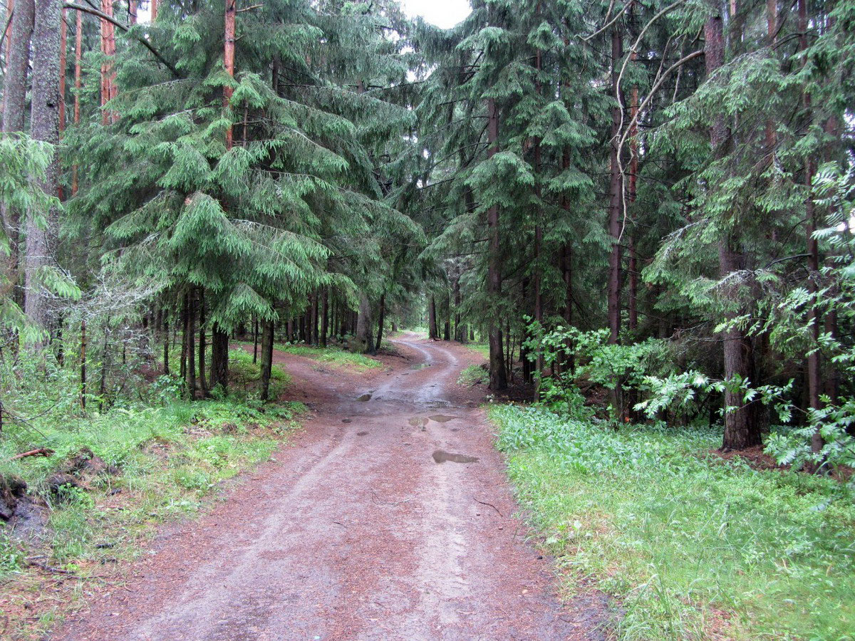 Хвойный лес в Ростовской области