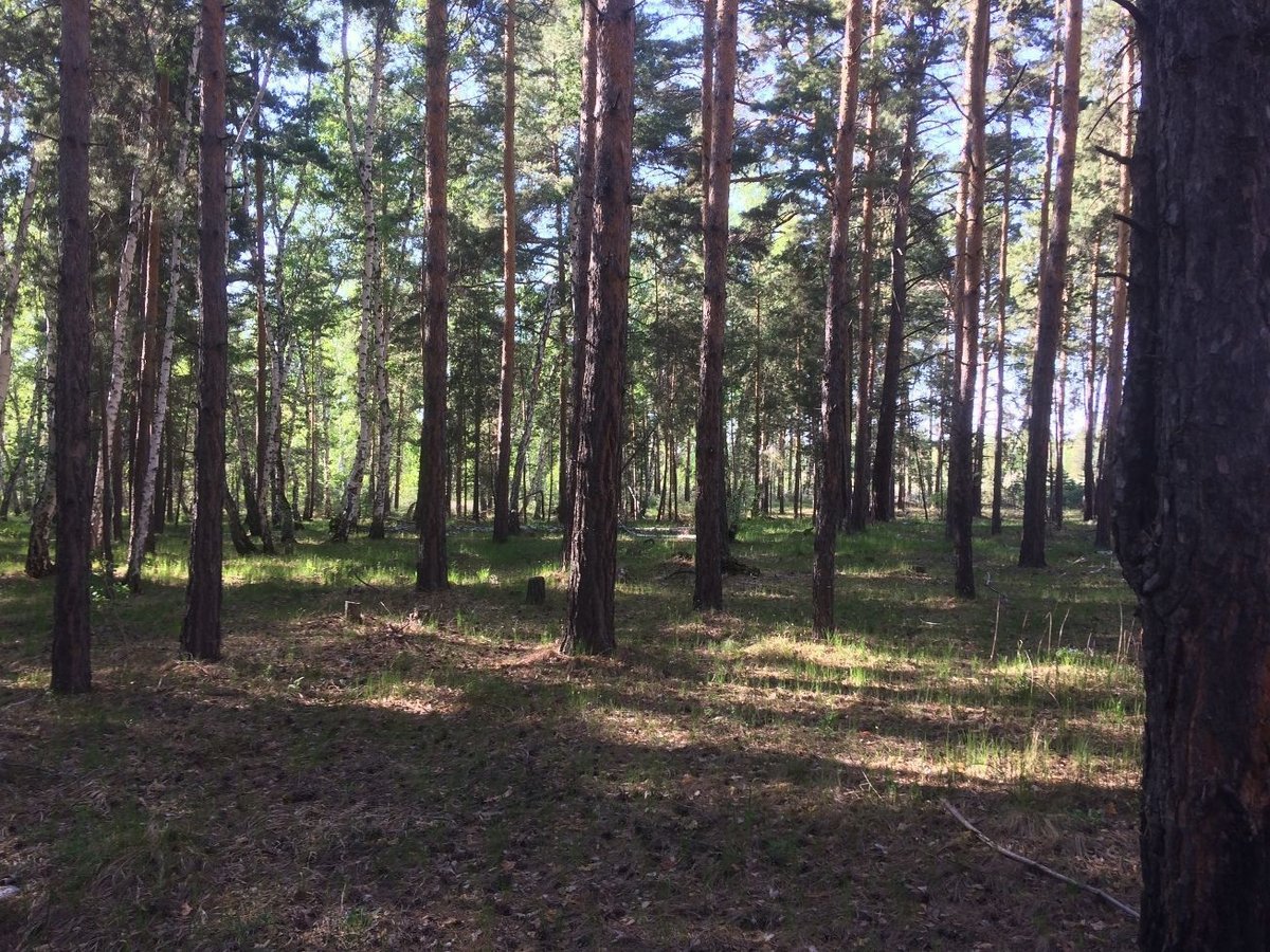 озеро калищенское в сосновом бору