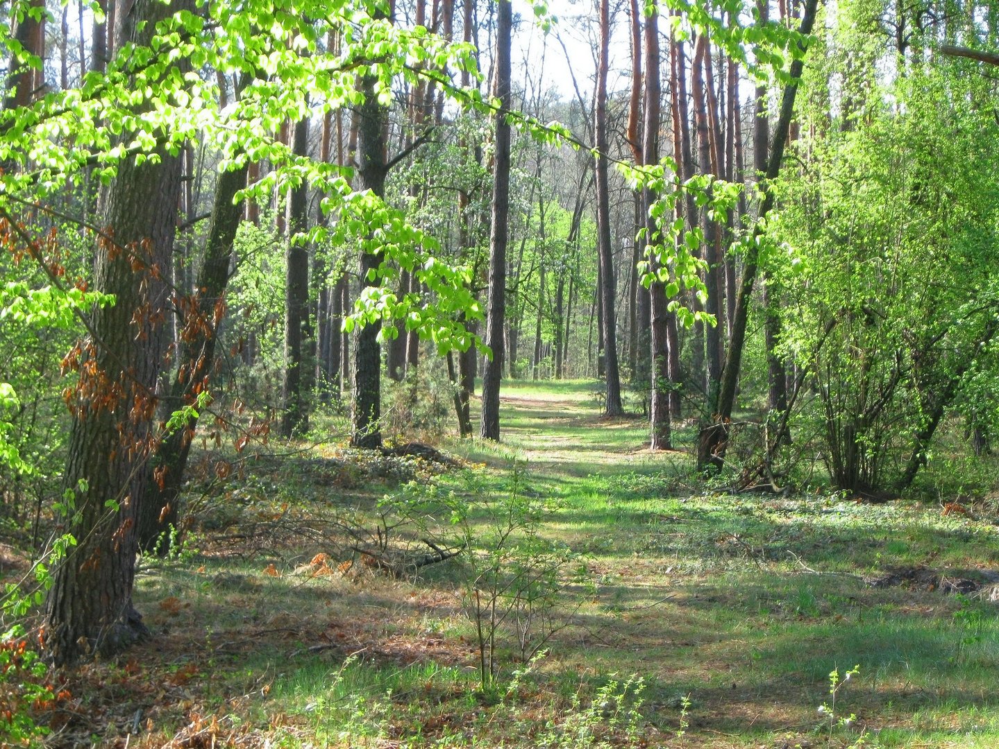 Леса Калининградской области