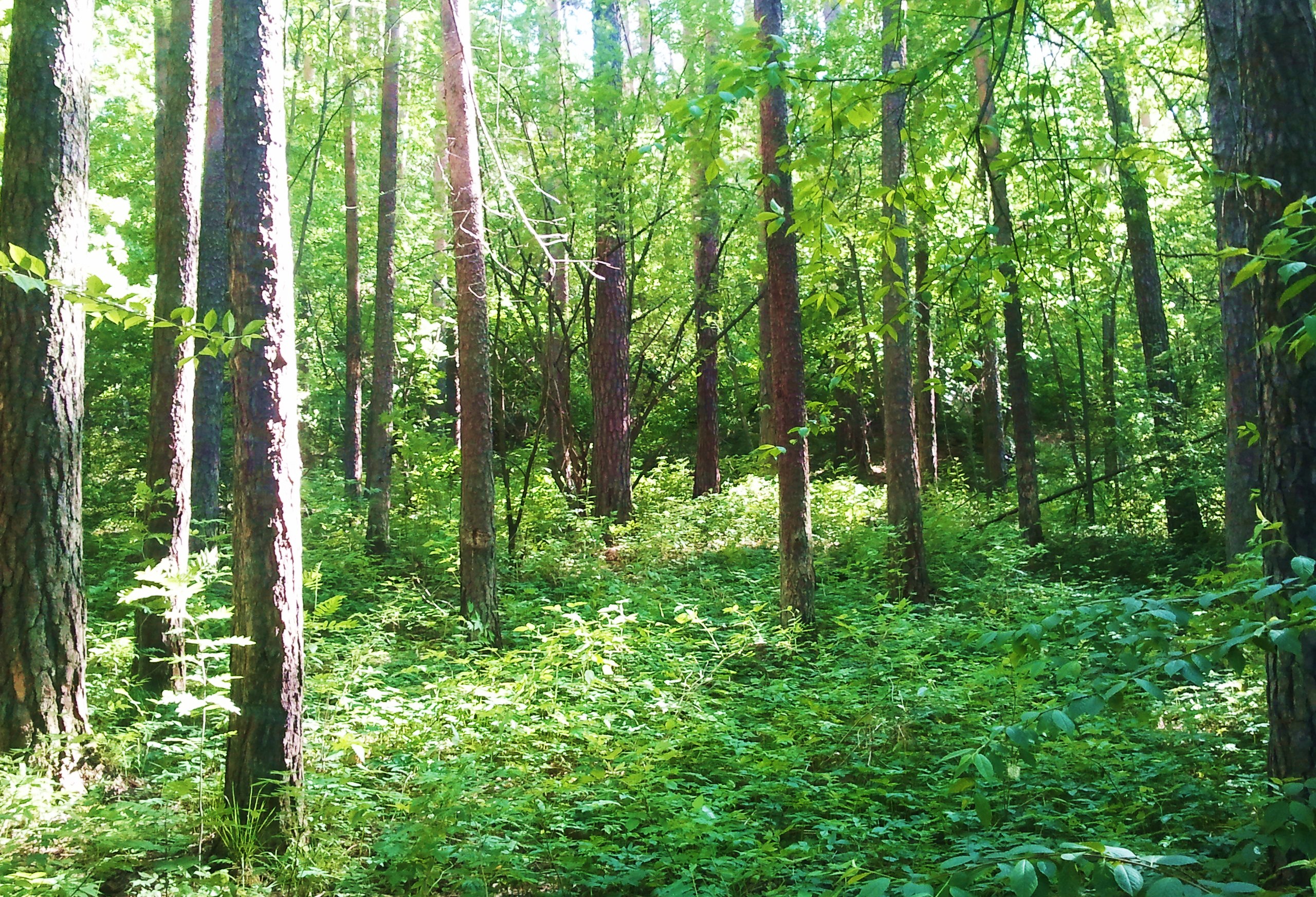 Соснячок лес