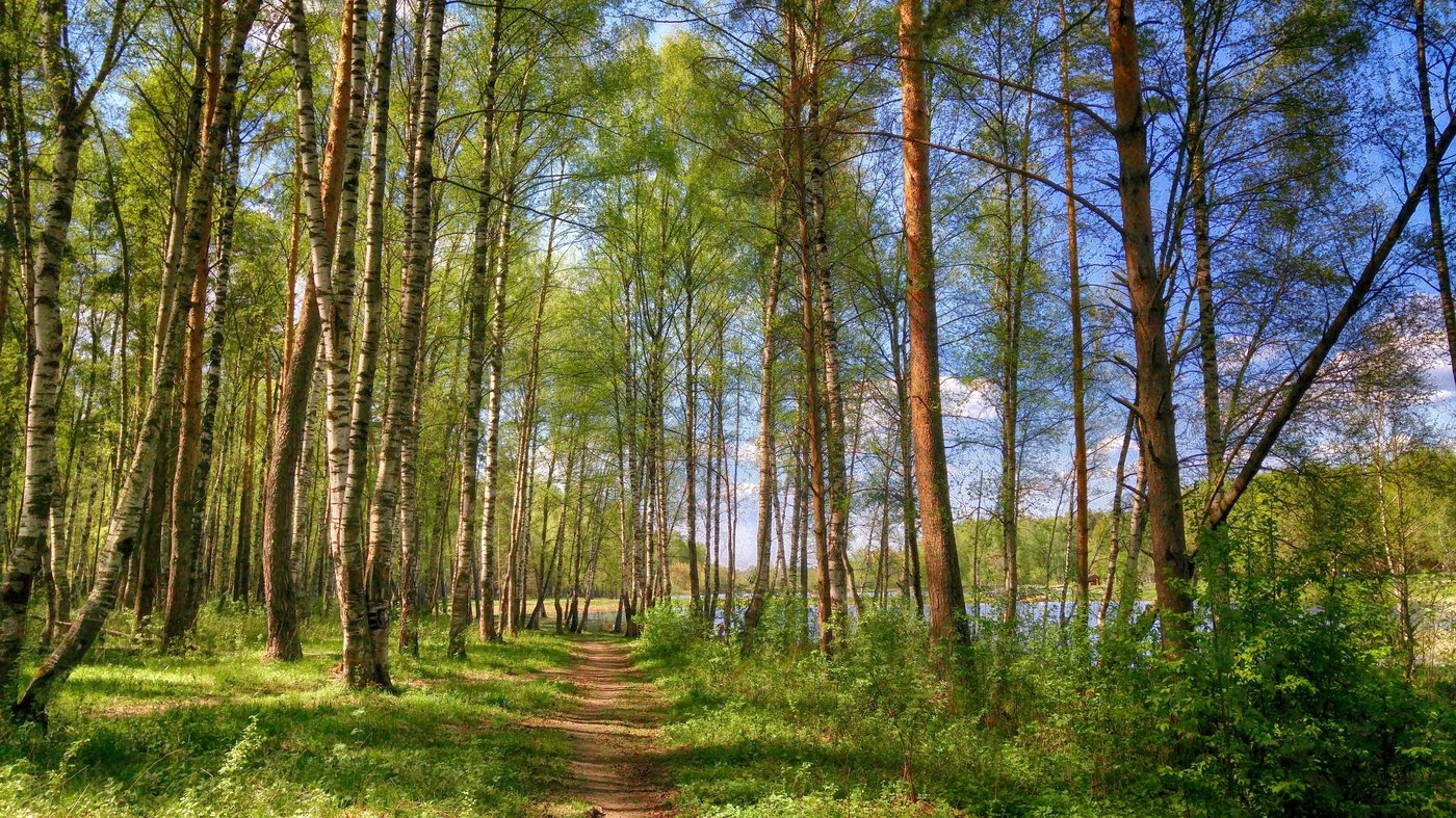 Майский лес Россия