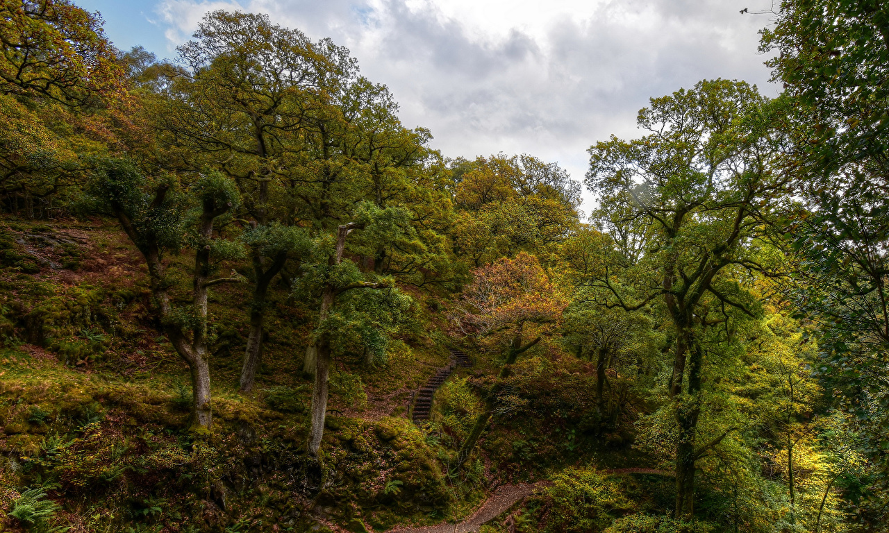 Шервудский лес Англия панорама