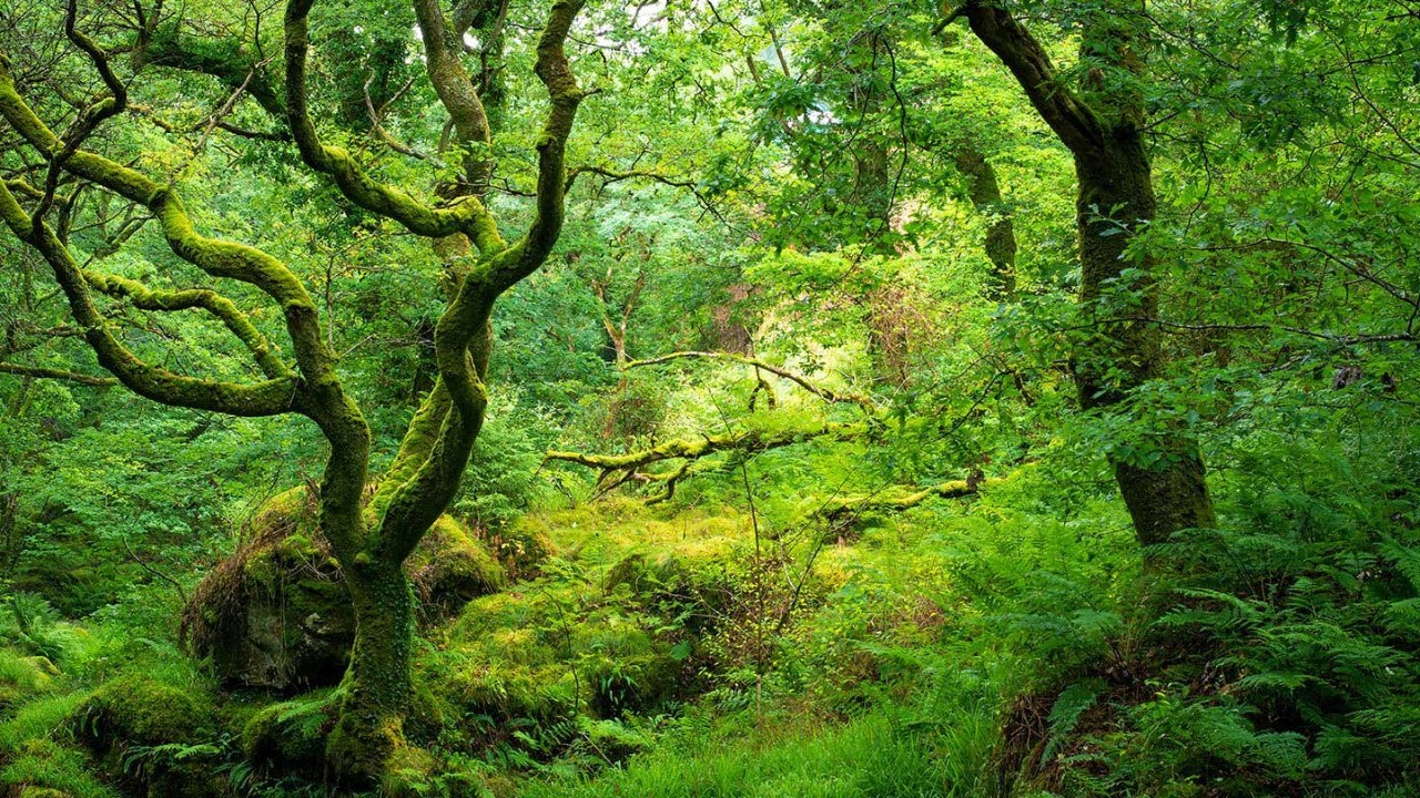 Уорикшир Англия лес