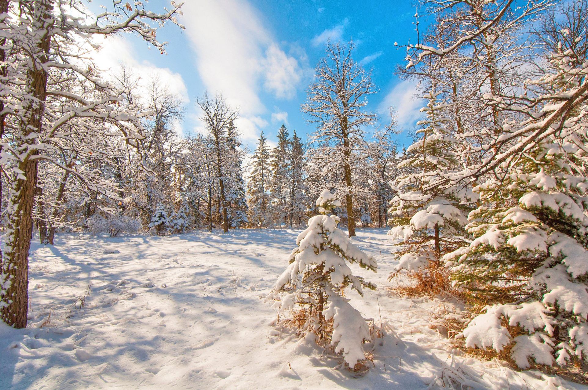 Фото Зимой В Лесу