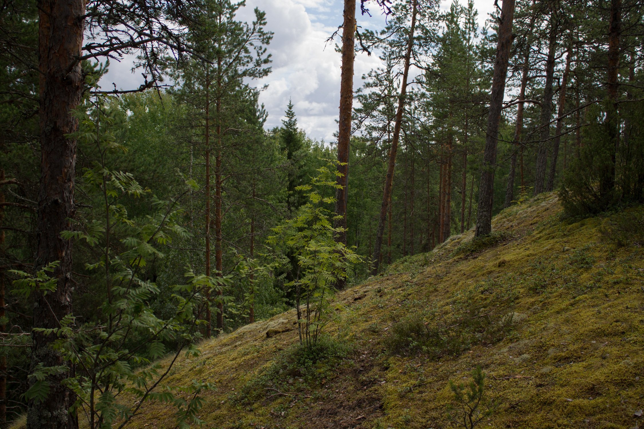 Лесные ресурсы Республики Карелия