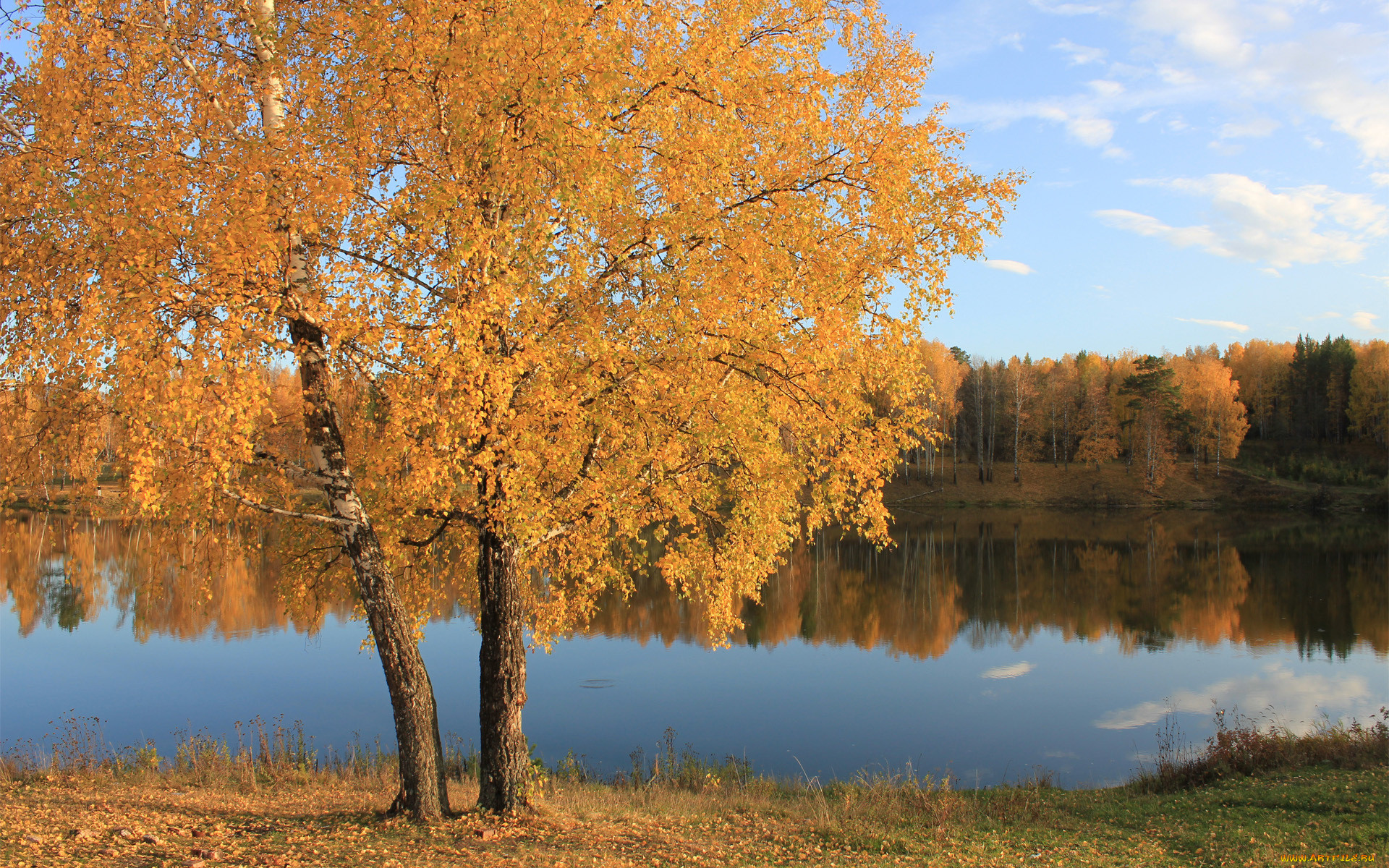 Осенние озёра в лесу и берёзы