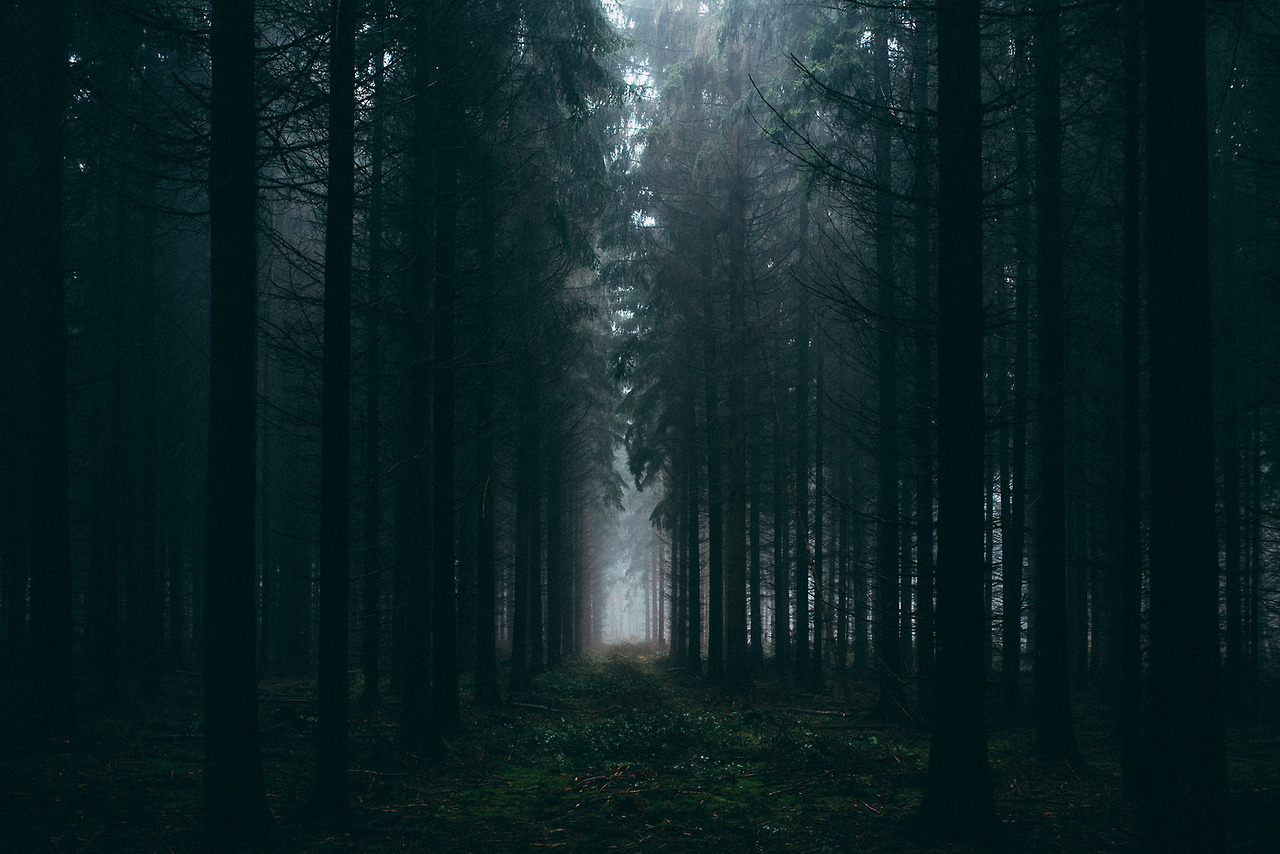 Мрачный лес Эстетика