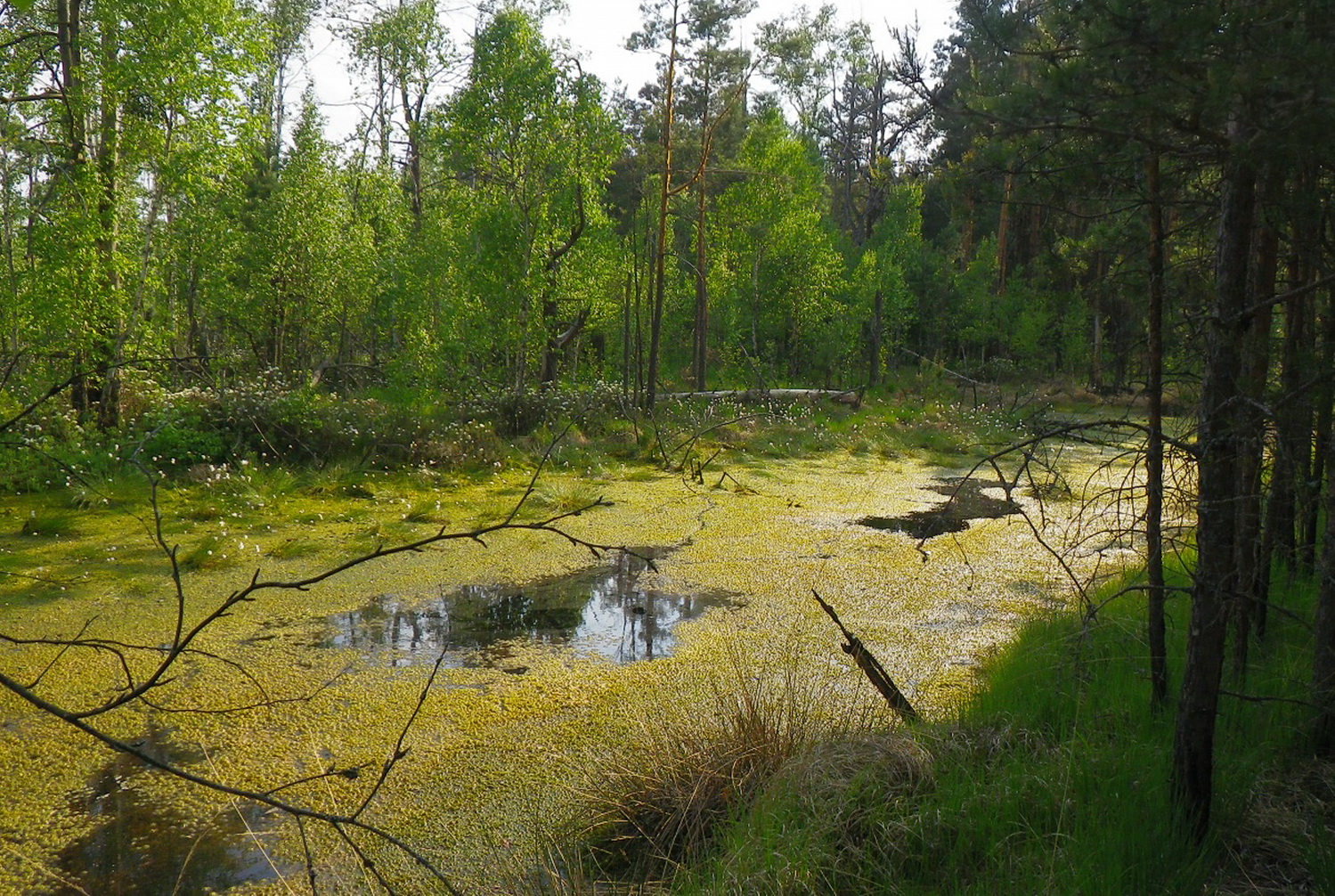 Болотистые леса Белоруссии