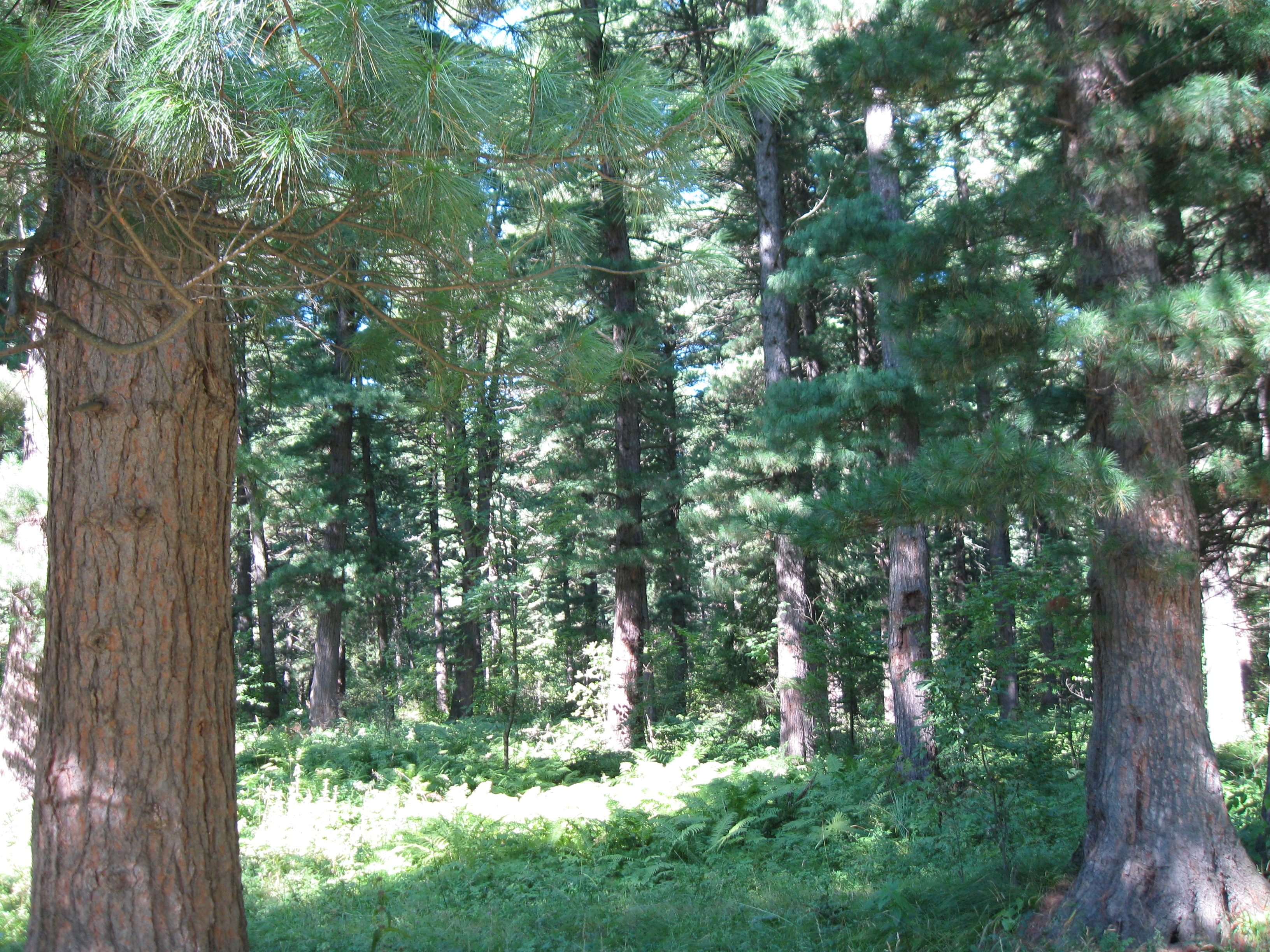 Сибирский кедр лес
