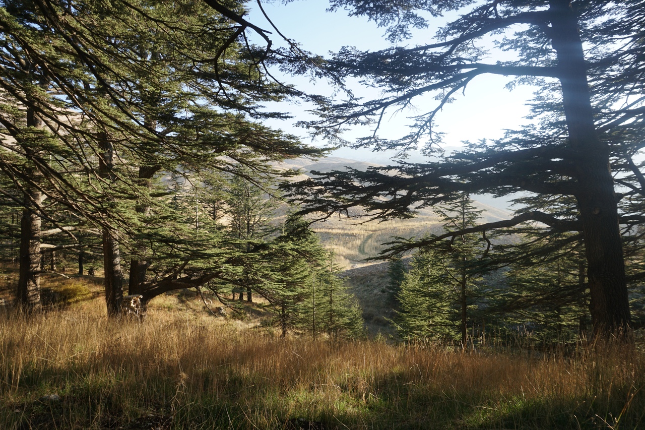 Божественный Кедровый лес Ливан