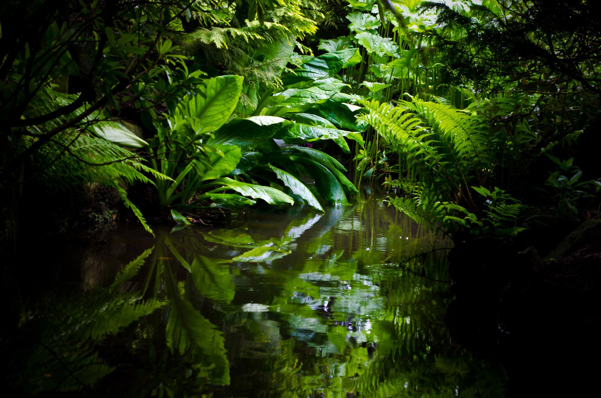 Темный тропический лес