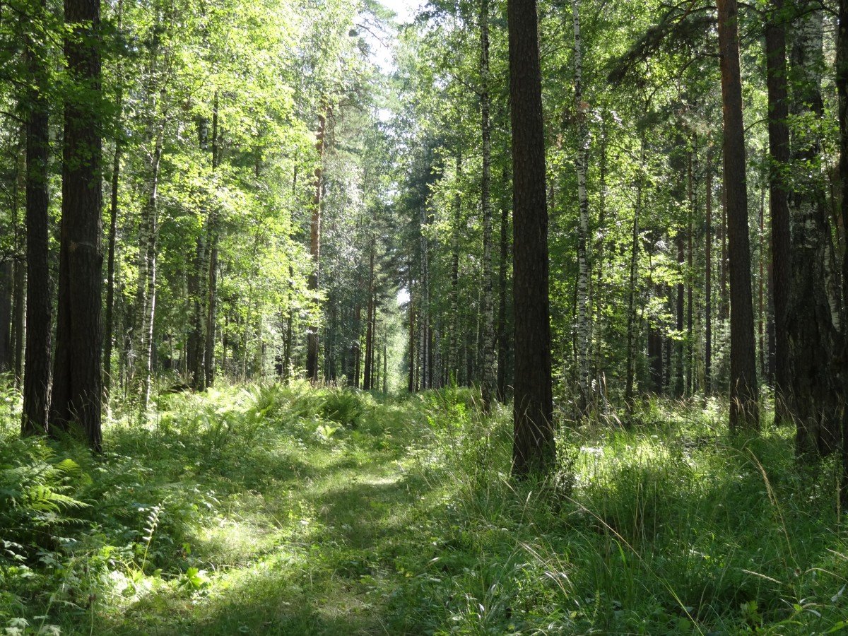 Хвойно-широколиственные леса в Нижегородской