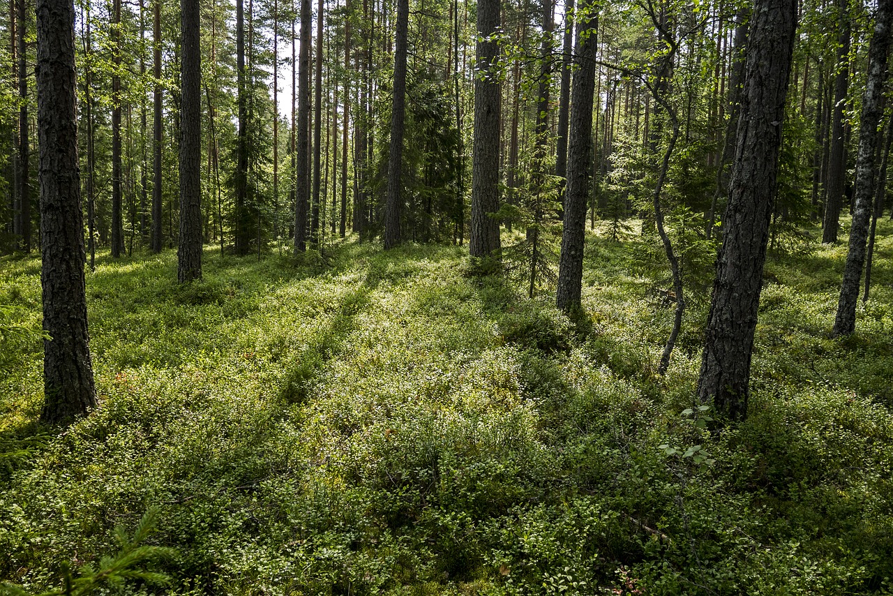 Хвойные леса Финляндии