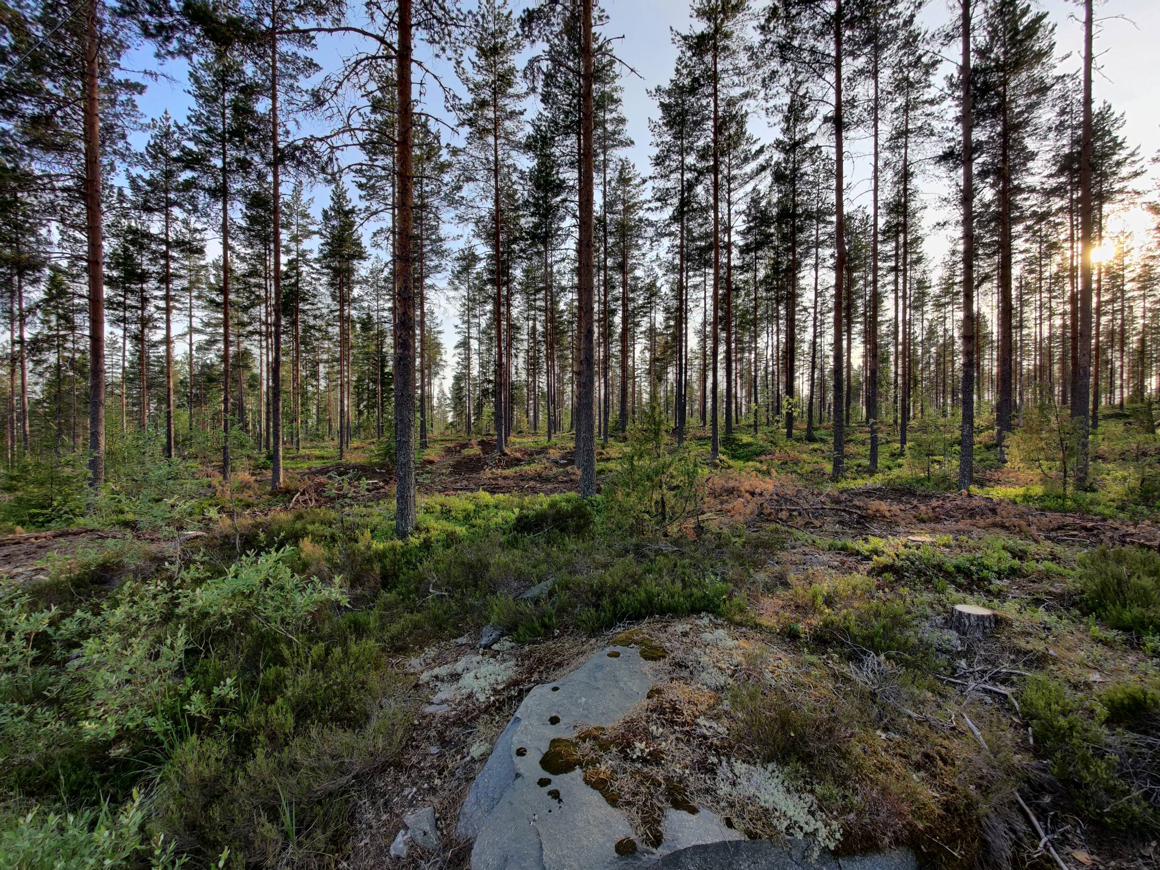 Лесные ресурсы Финляндии