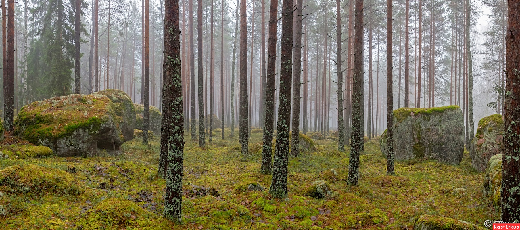 Леса Лапландский лес