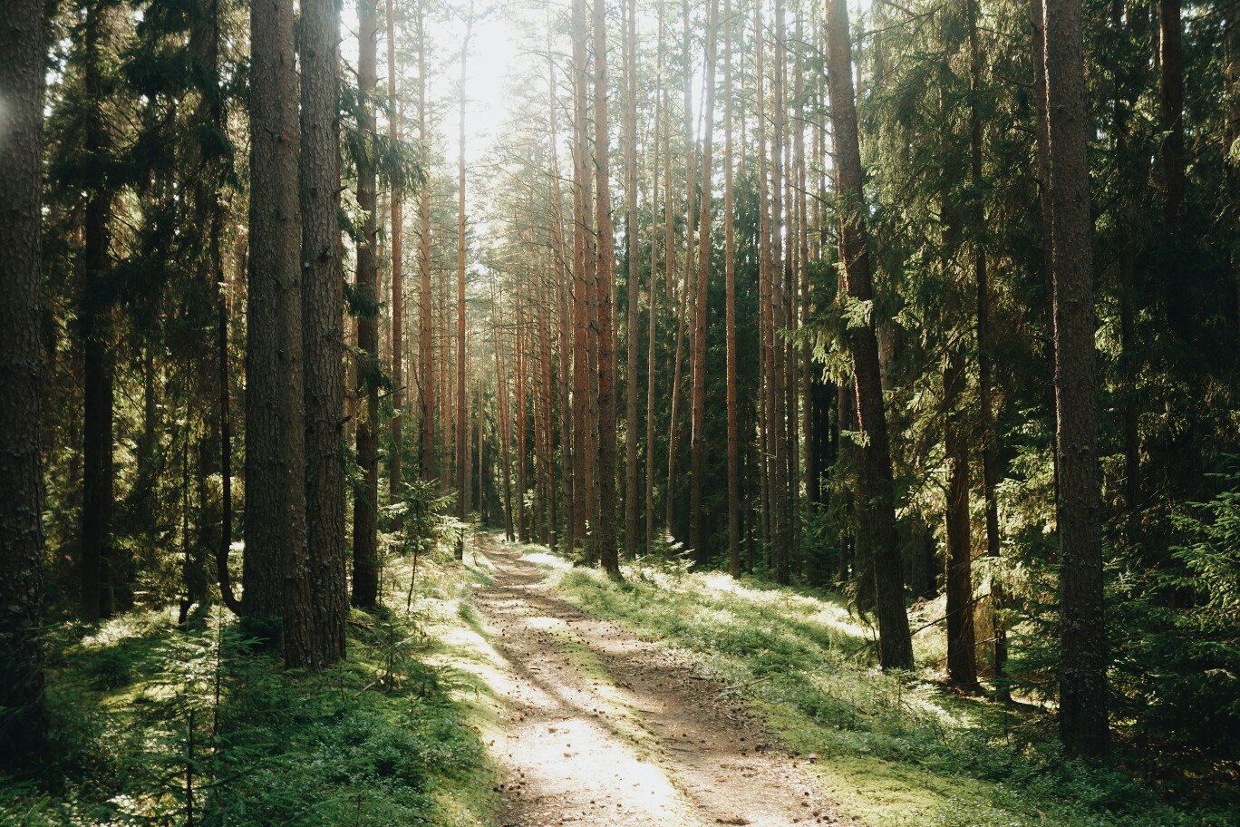 Сосновый Брянский лес