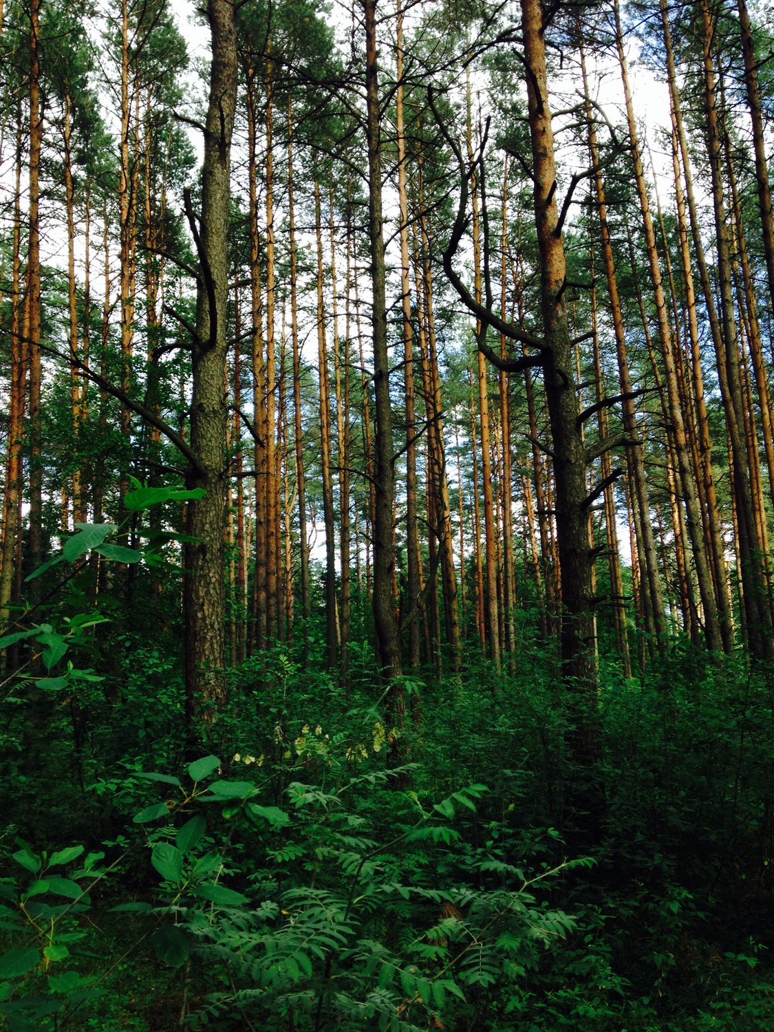 брянский лес фото