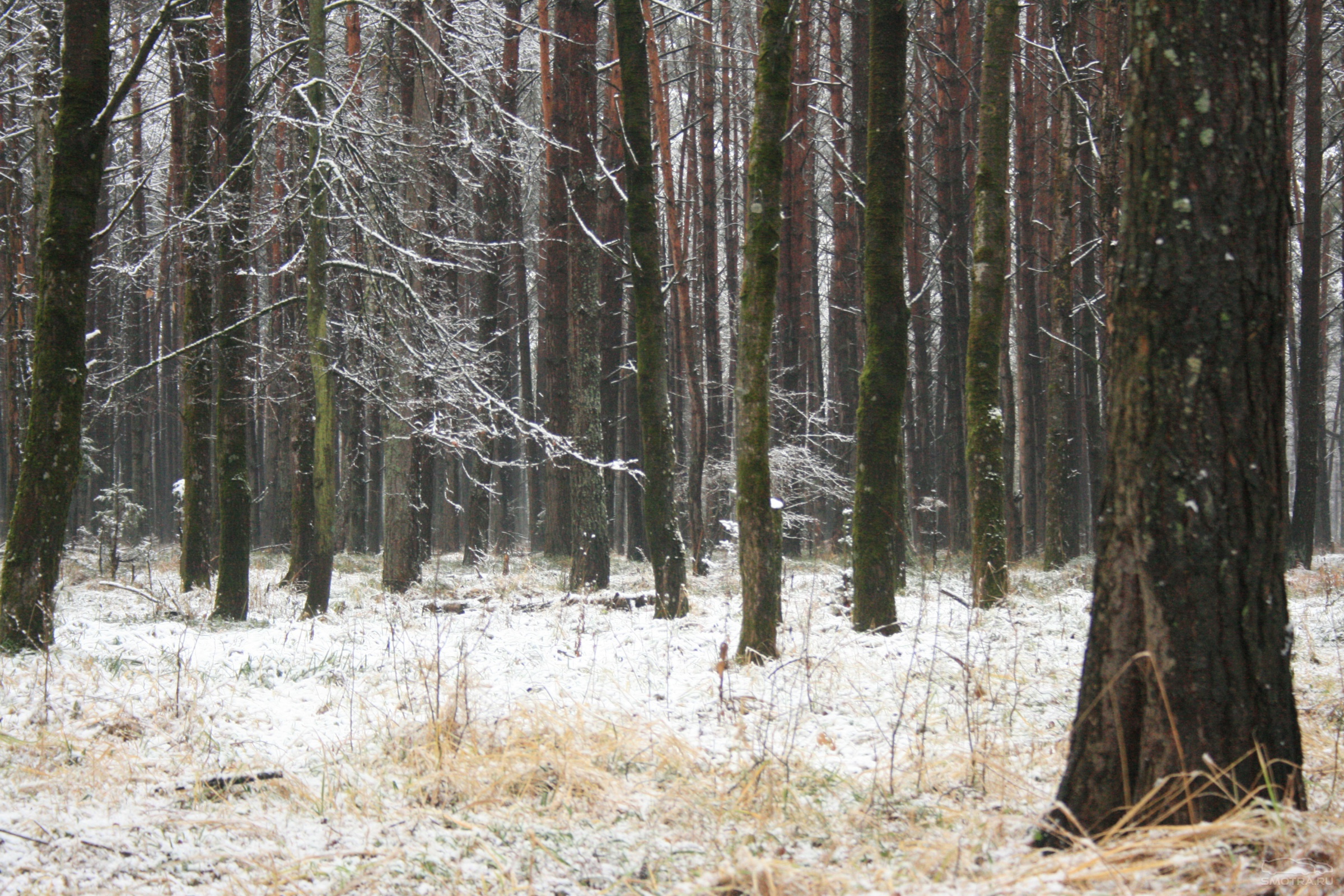 Брянские леса зимой