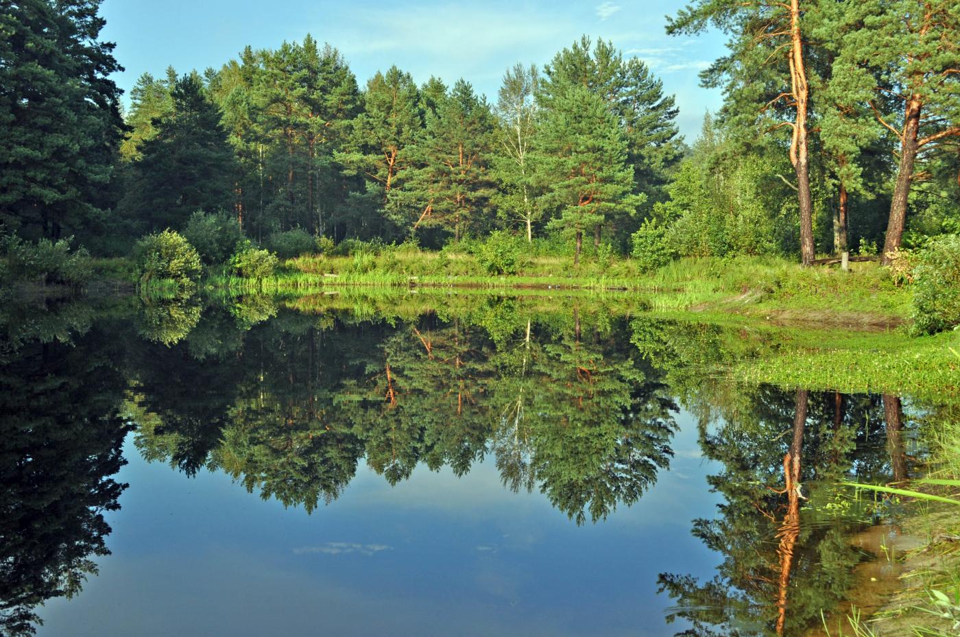 Брянский лес картинки