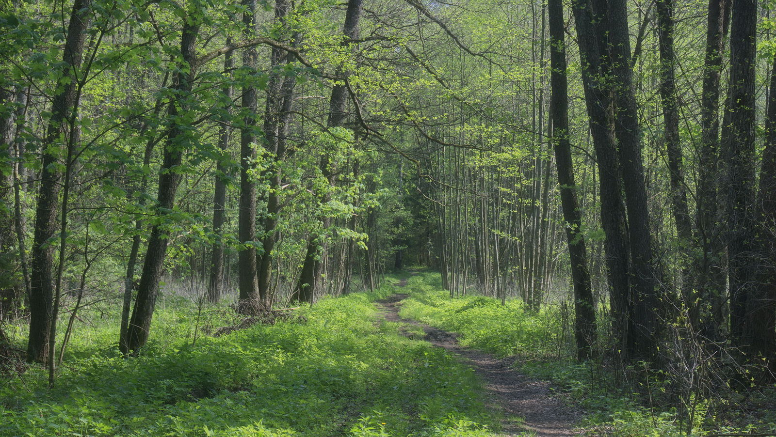 брянский лес фото