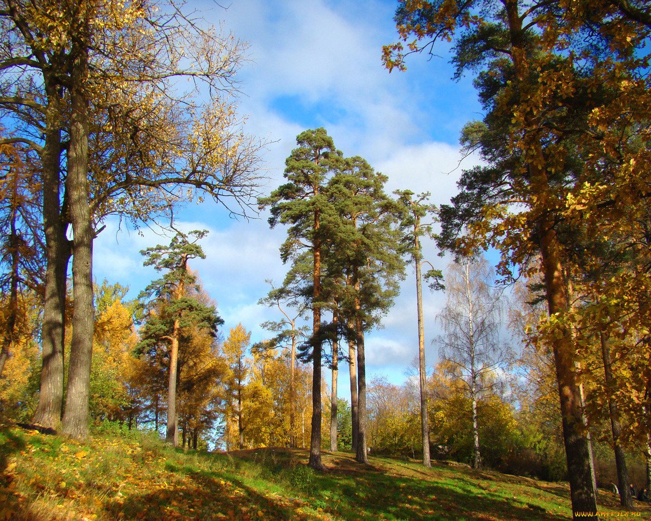 Сосновый лес ранней осенью