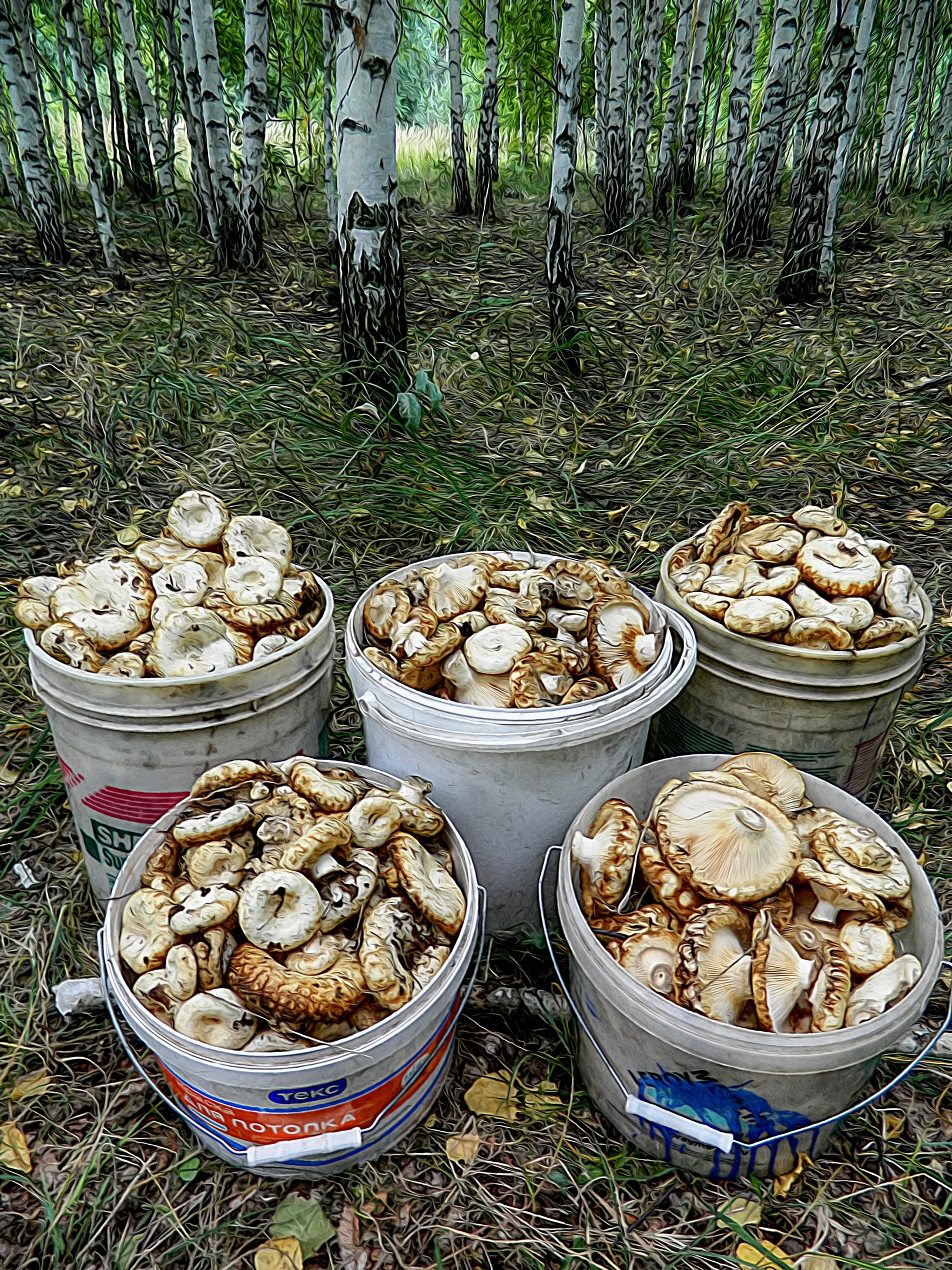 русские грибы фото