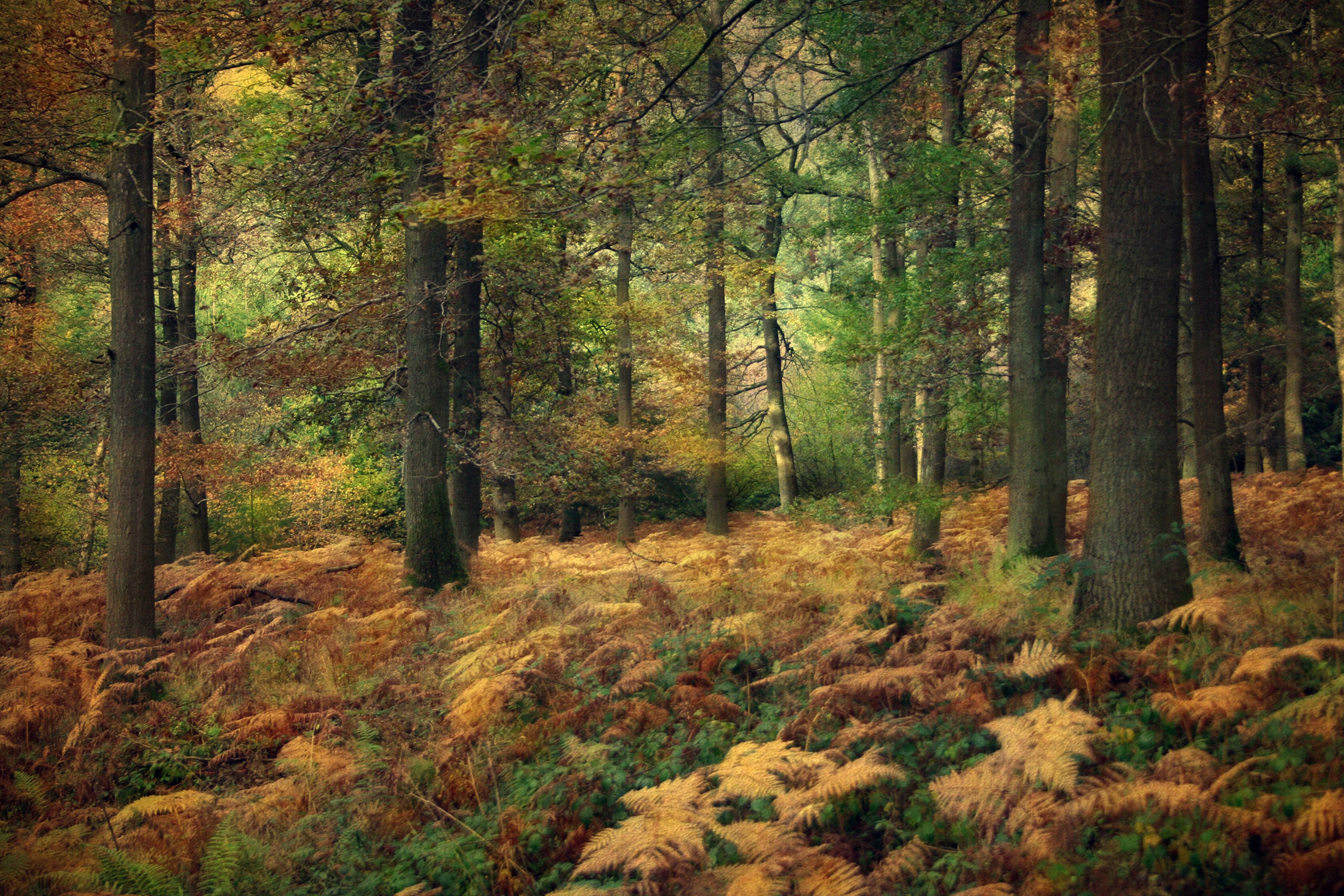 Осень в Сосновом лесу