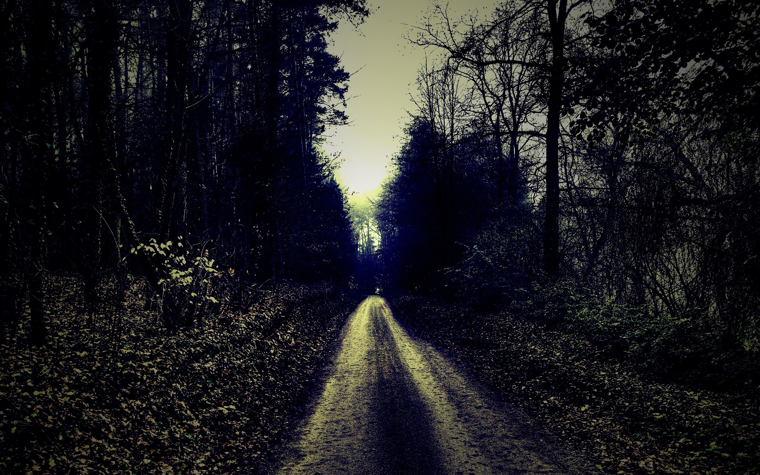 Лесная дорога ночью