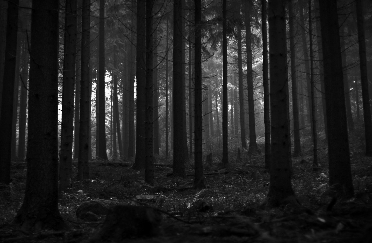 Дремучий черный лес