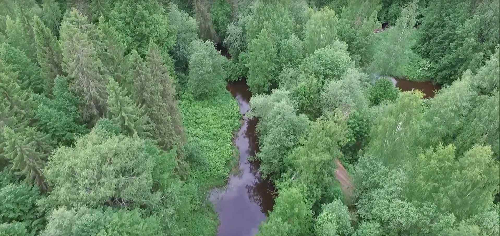 Кологривский лес Костромская область