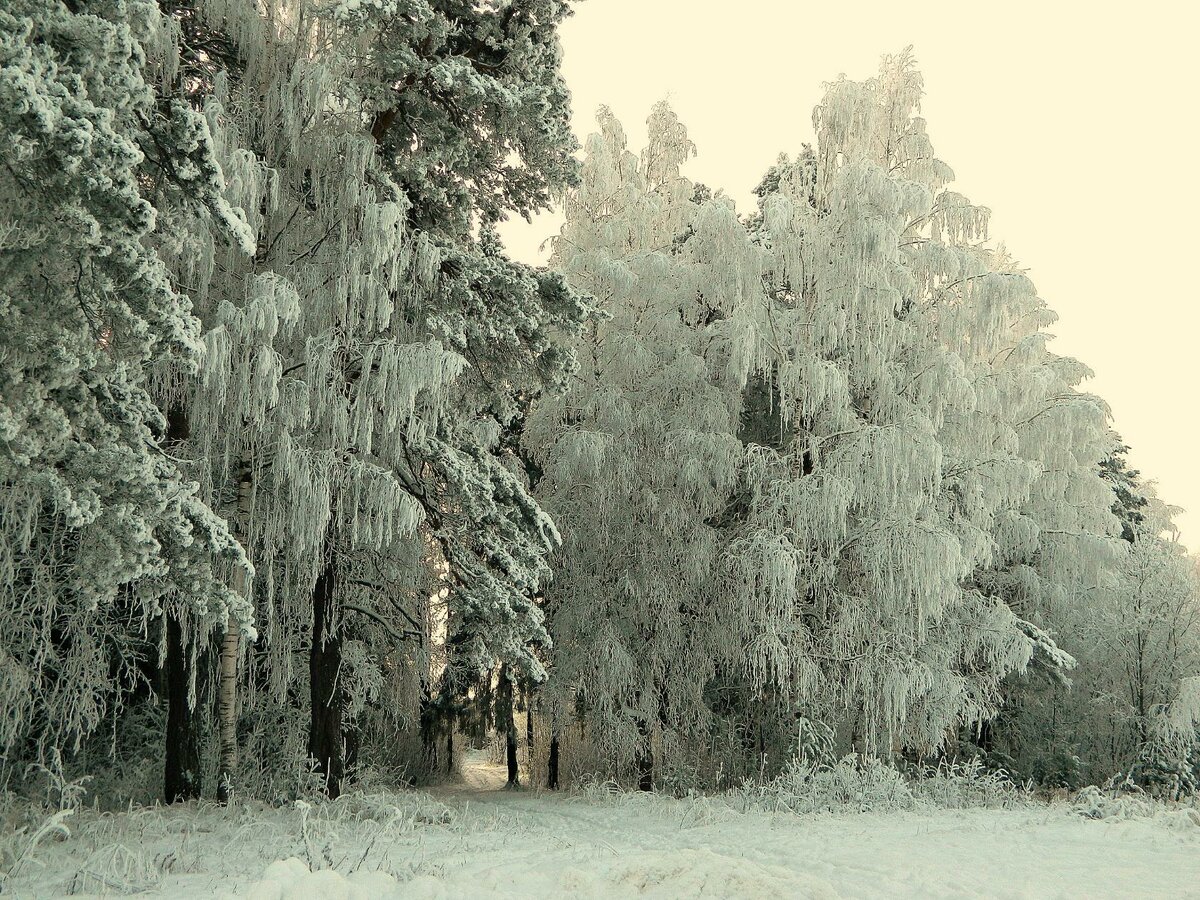 Кологривский лес заповедник зимой