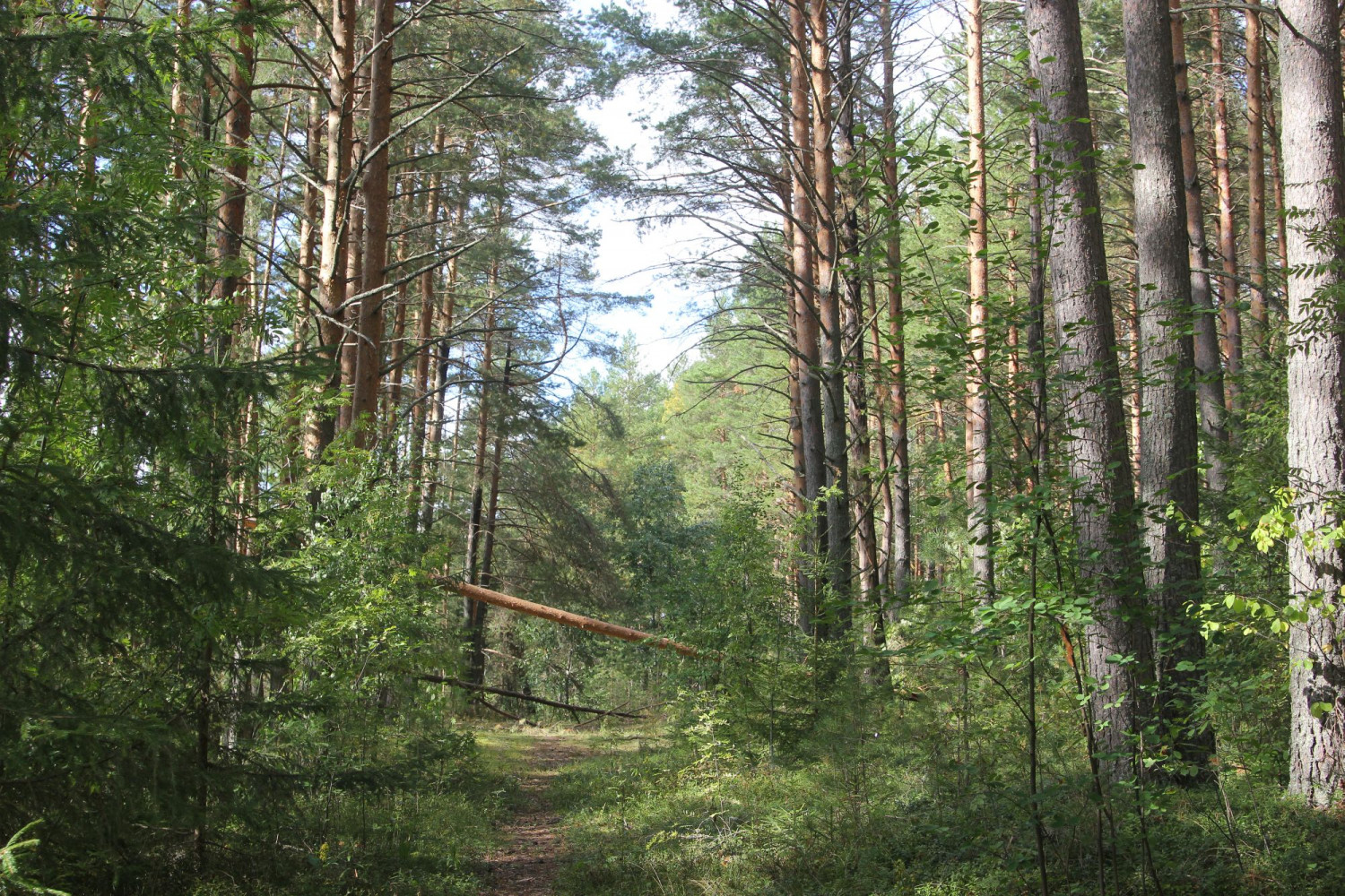 Государственный природный заповедник «Кологривский лес»