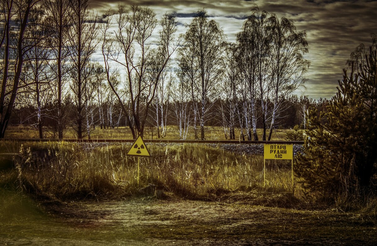 Бурый лес Чернобыль