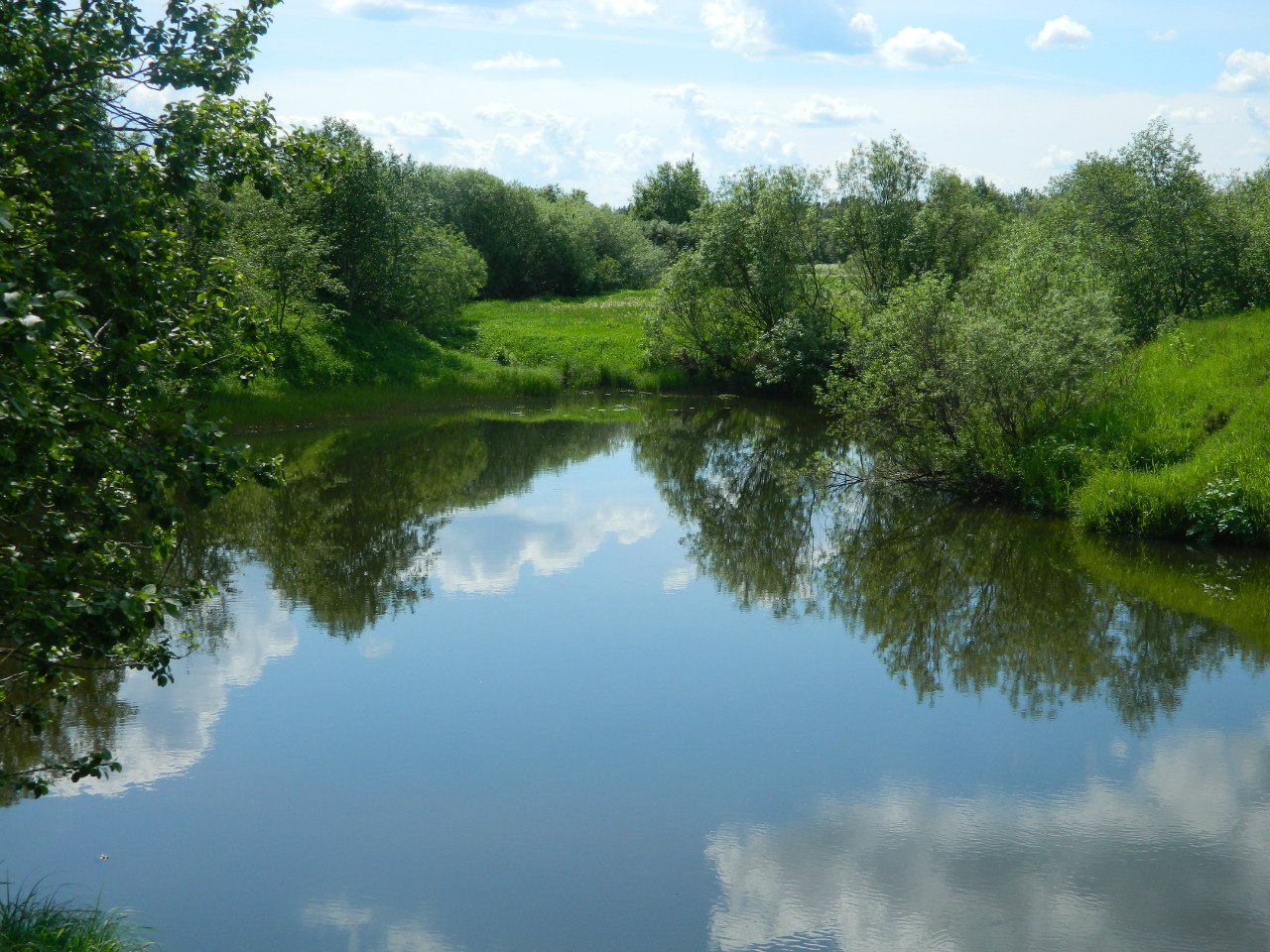 Животный и растительный мир река Кострома