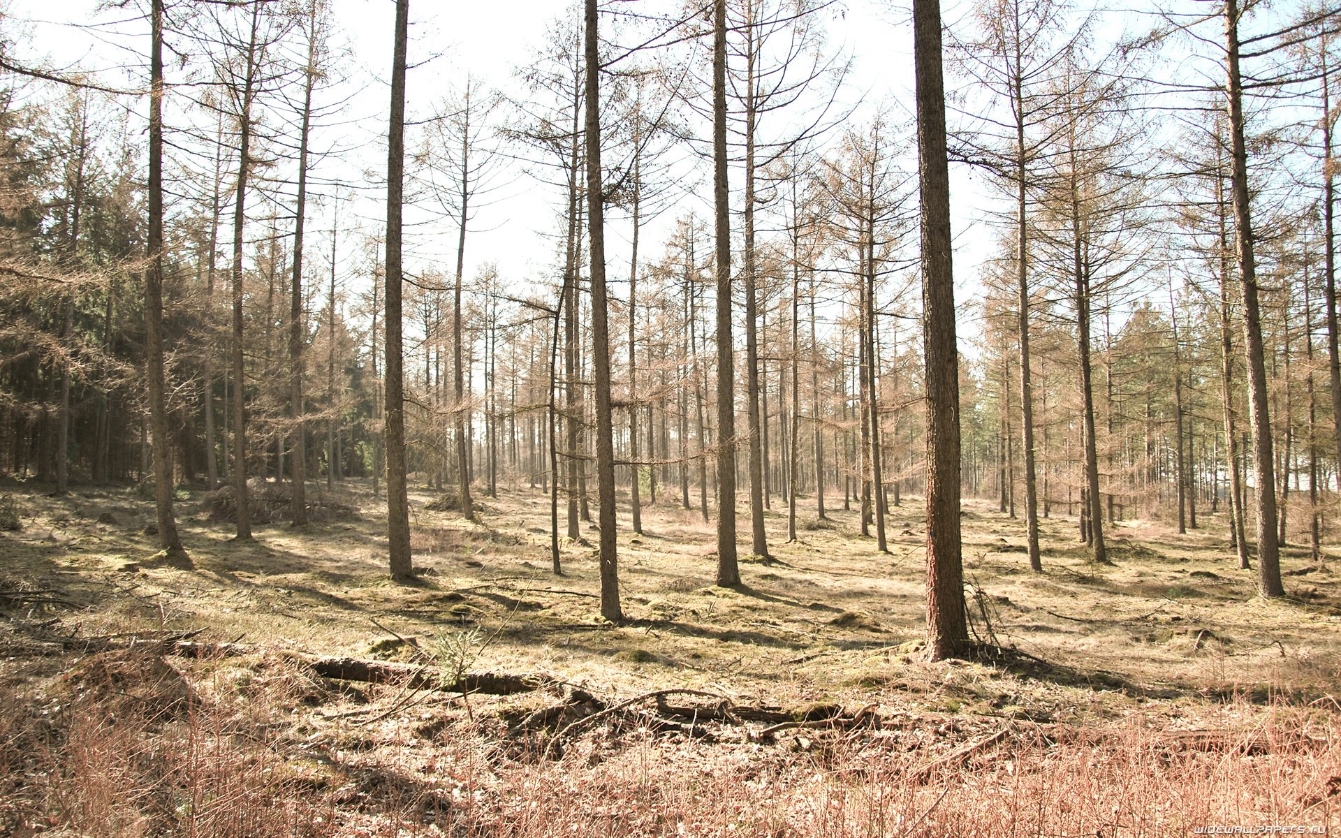 Россия редкий лес