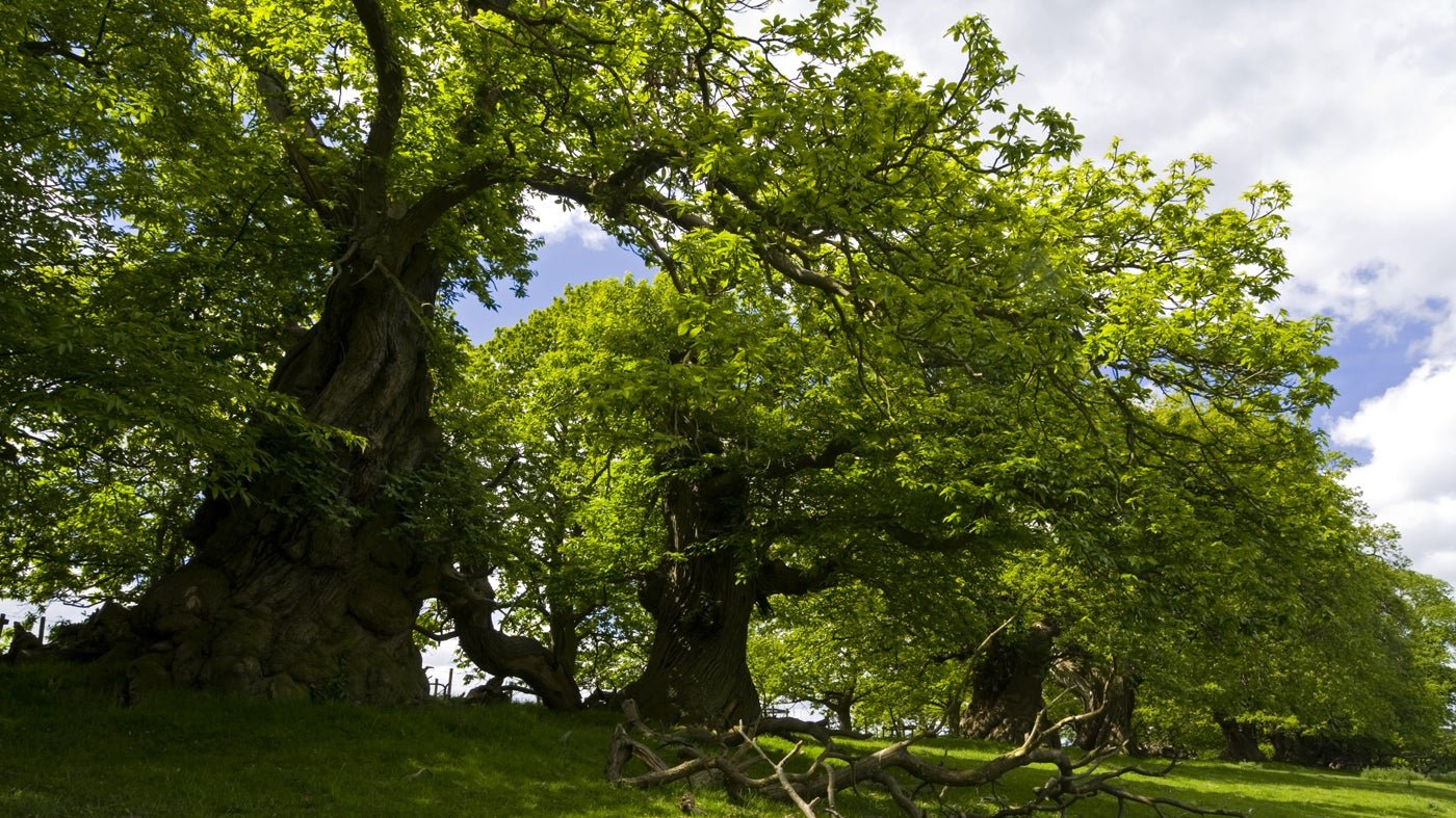 Oak Tree Англии