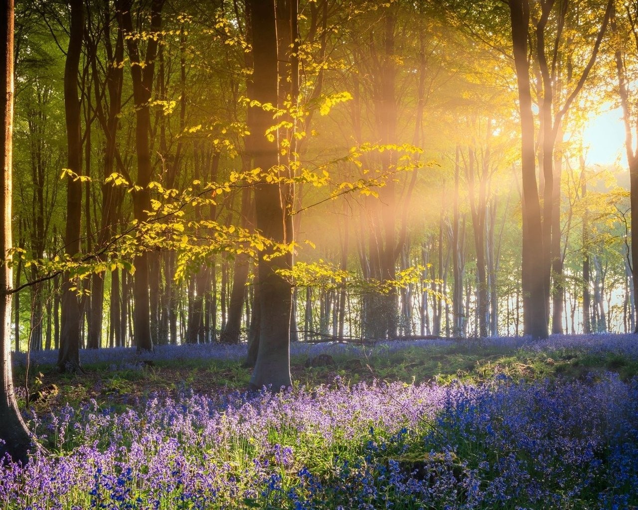 Весенний лес солнце