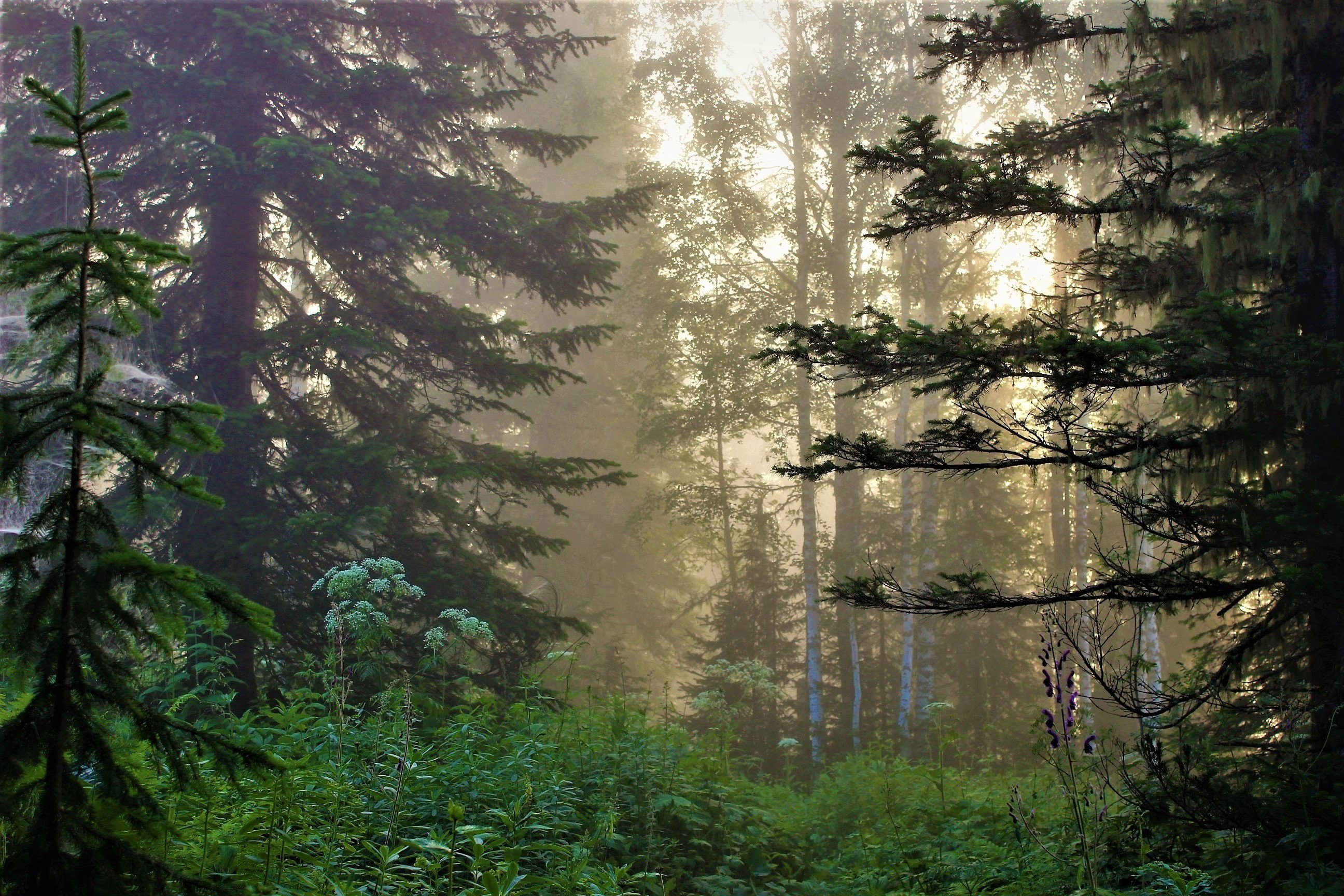 Дремучий хвойный лес Тайга